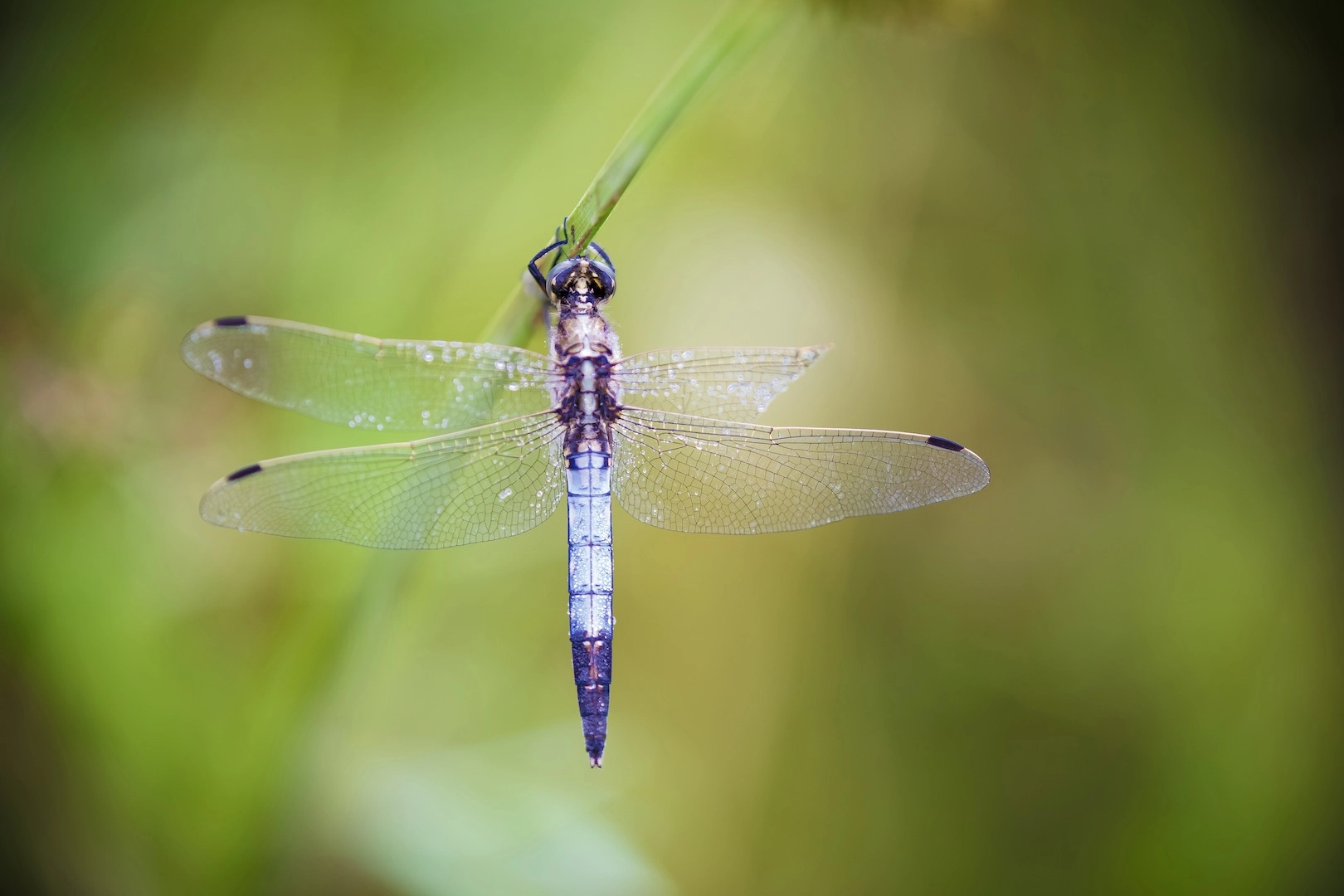 Tamron SP AF 180mm F3.5 Di LD (IF) Macro sample photo. Asymetrie photography