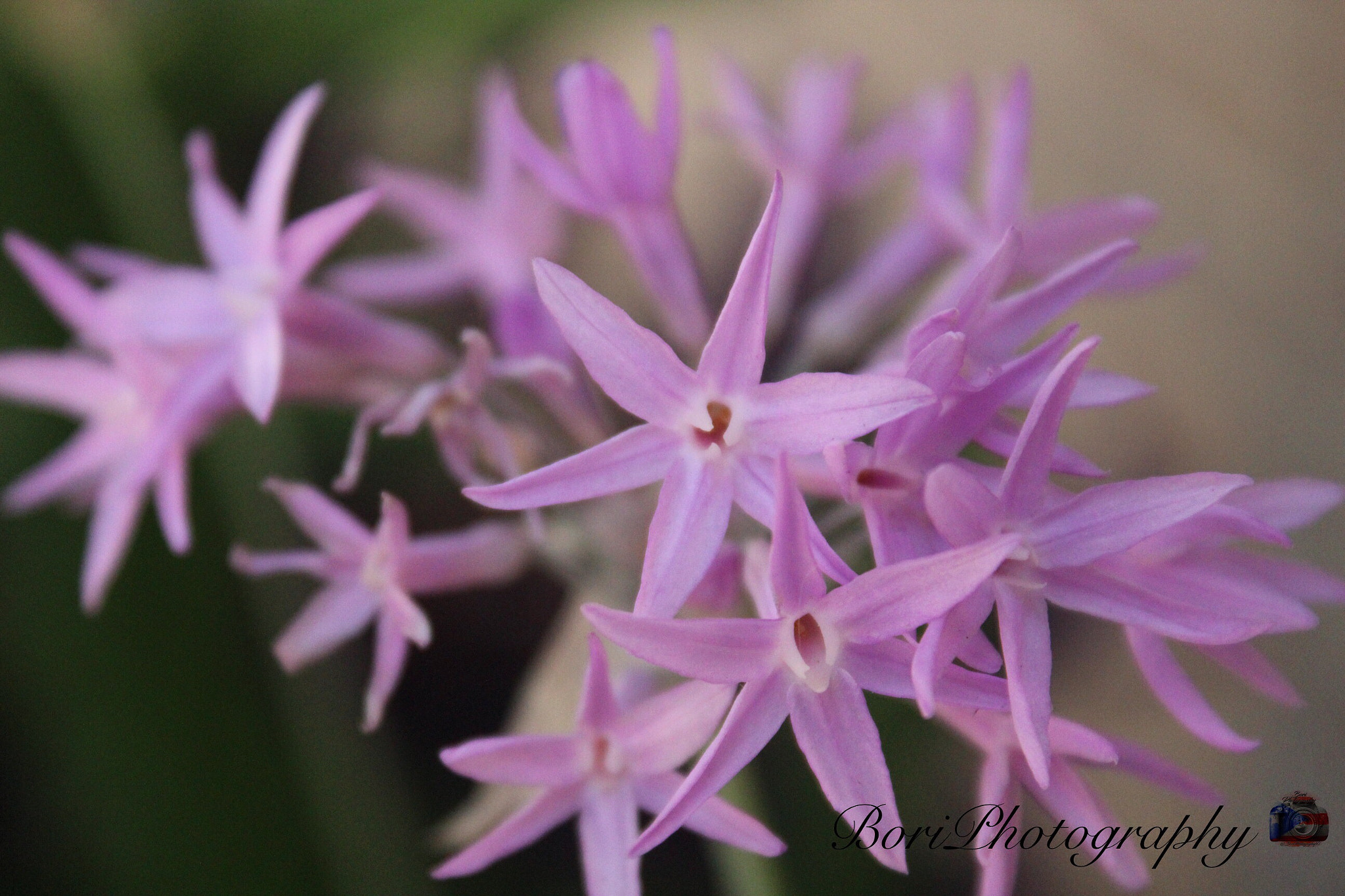 Canon EF-S 18-55mm F3.5-5.6 IS II sample photo. Purple star photography