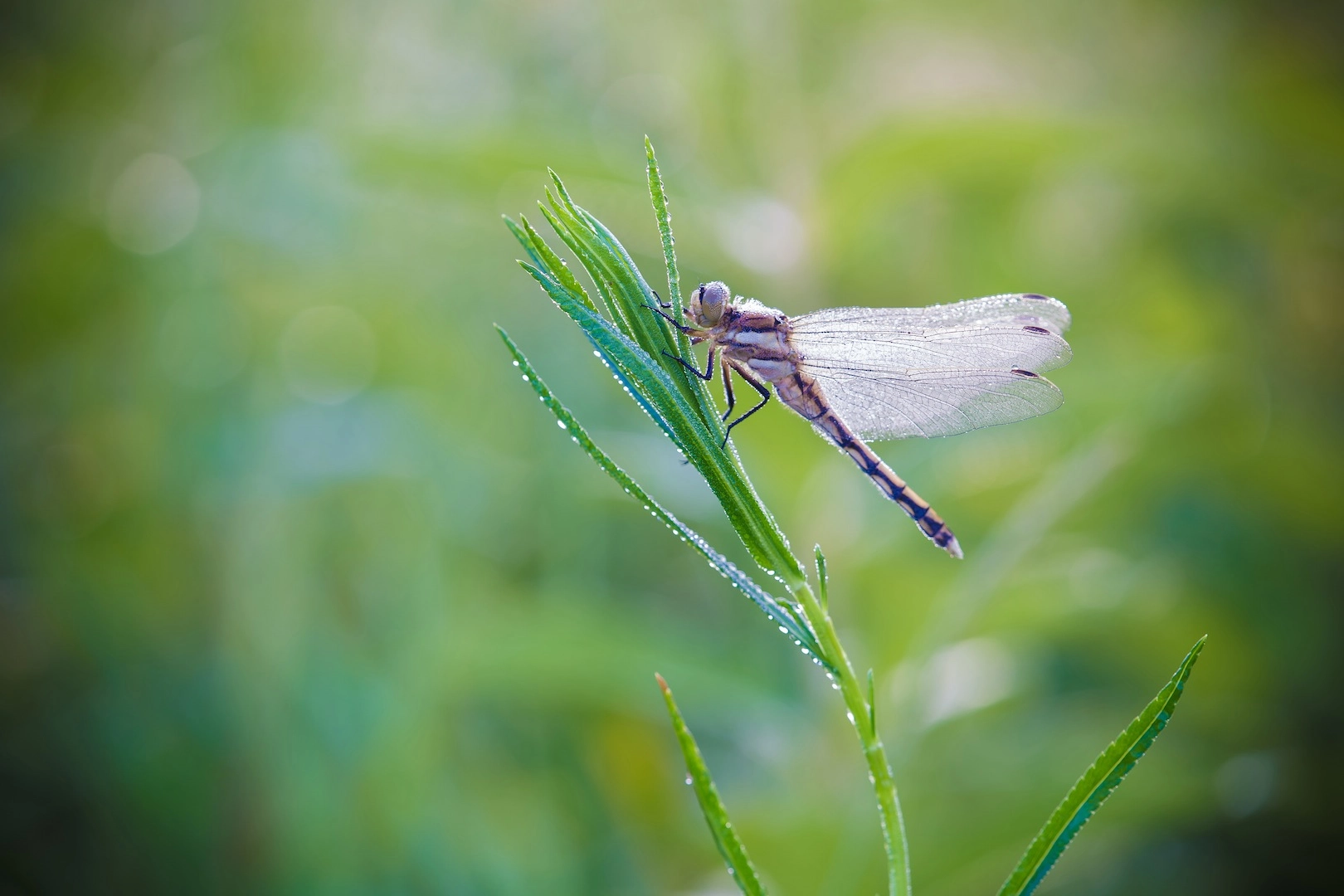 Tamron SP AF 180mm F3.5 Di LD (IF) Macro sample photo. Orthetrum cancellatum photography