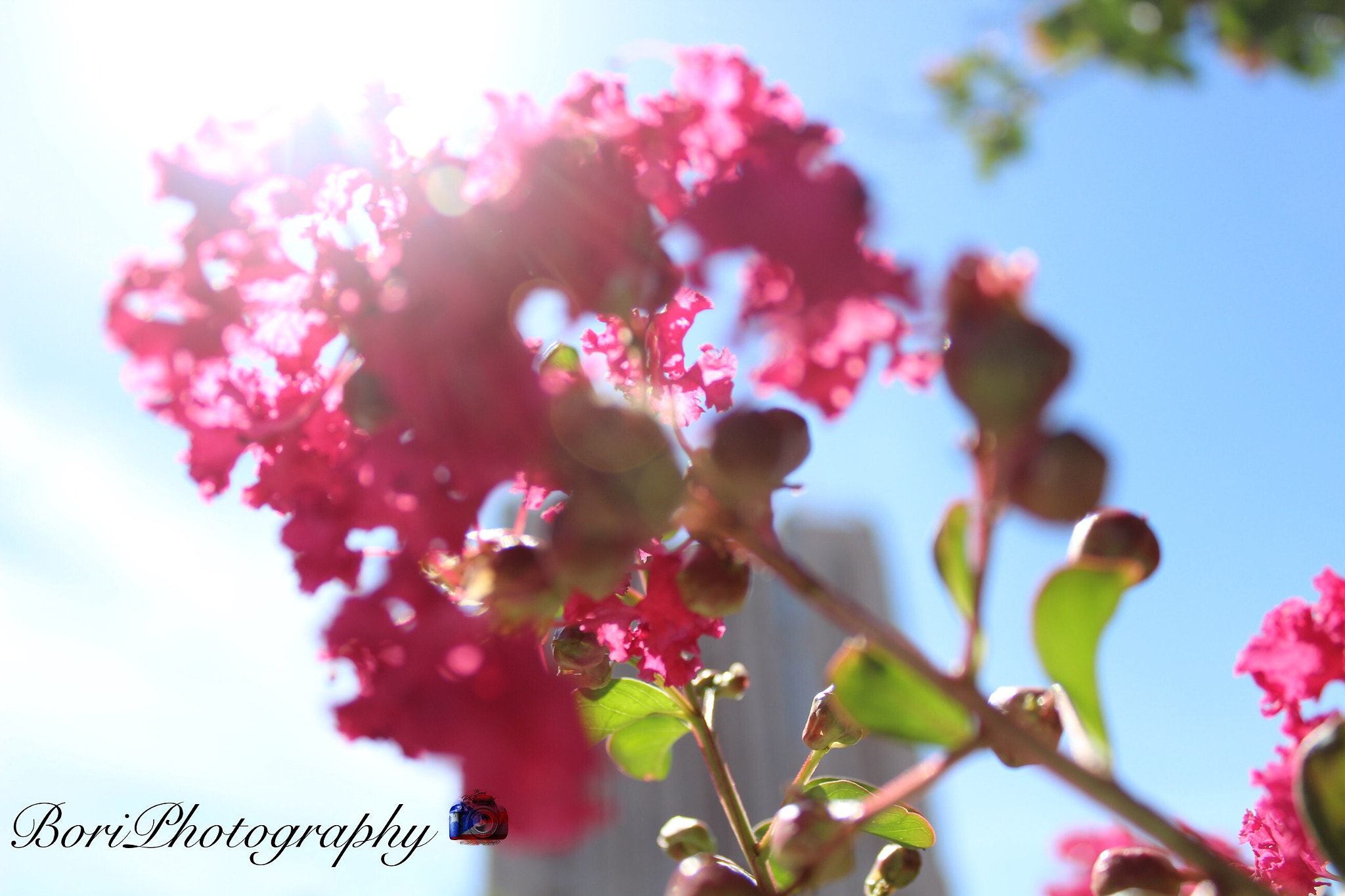 Canon EF-S 18-55mm F3.5-5.6 IS II sample photo. Amazing photography