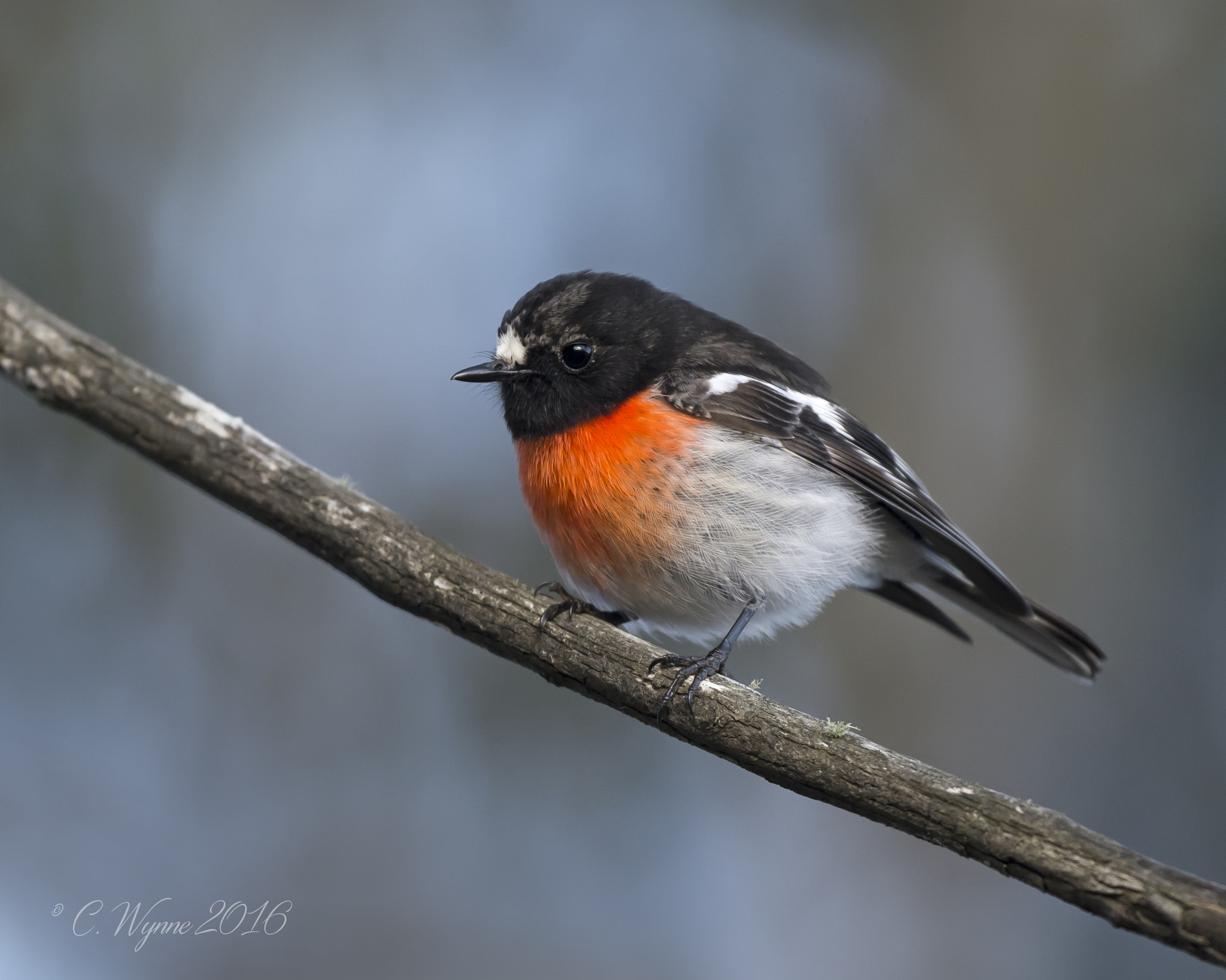 Nikon D7100 + Nikon AF-S Nikkor 500mm F4G ED VR sample photo. Scarlet robin photography