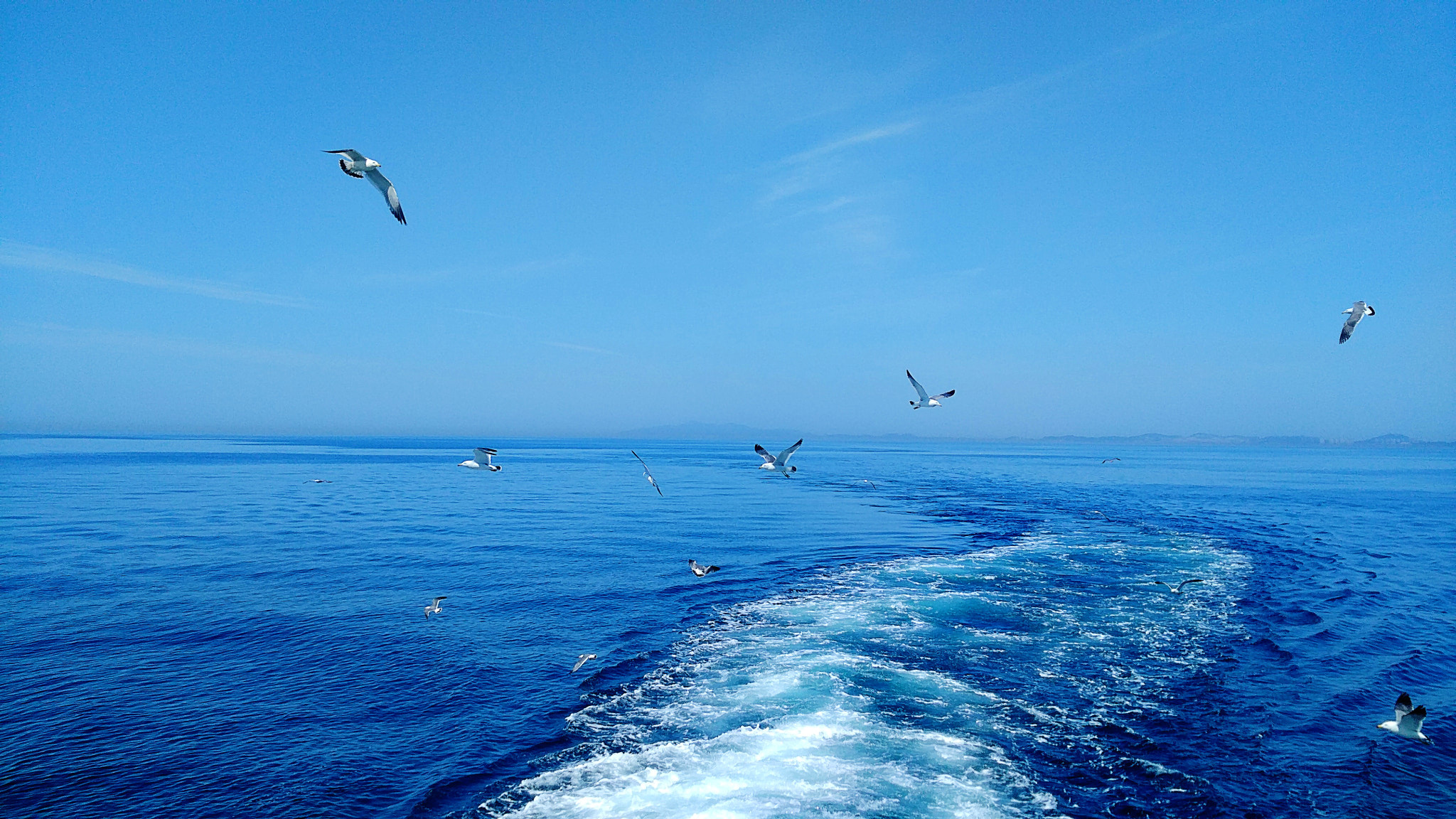 ZTE A2015 sample photo. Gulls. photography