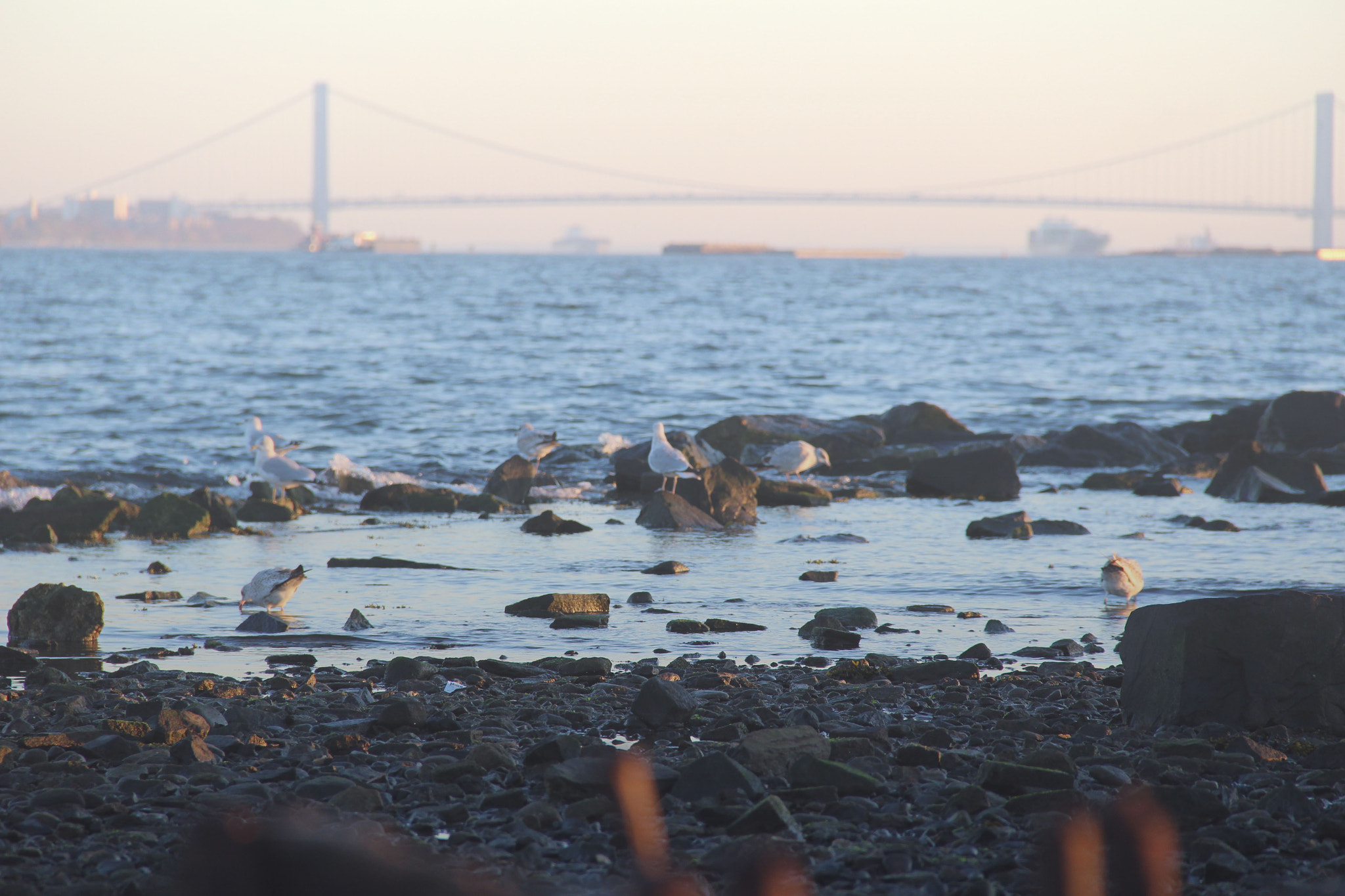 Canon EOS 100D (EOS Rebel SL1 / EOS Kiss X7) sample photo. Quiet seagulls photography