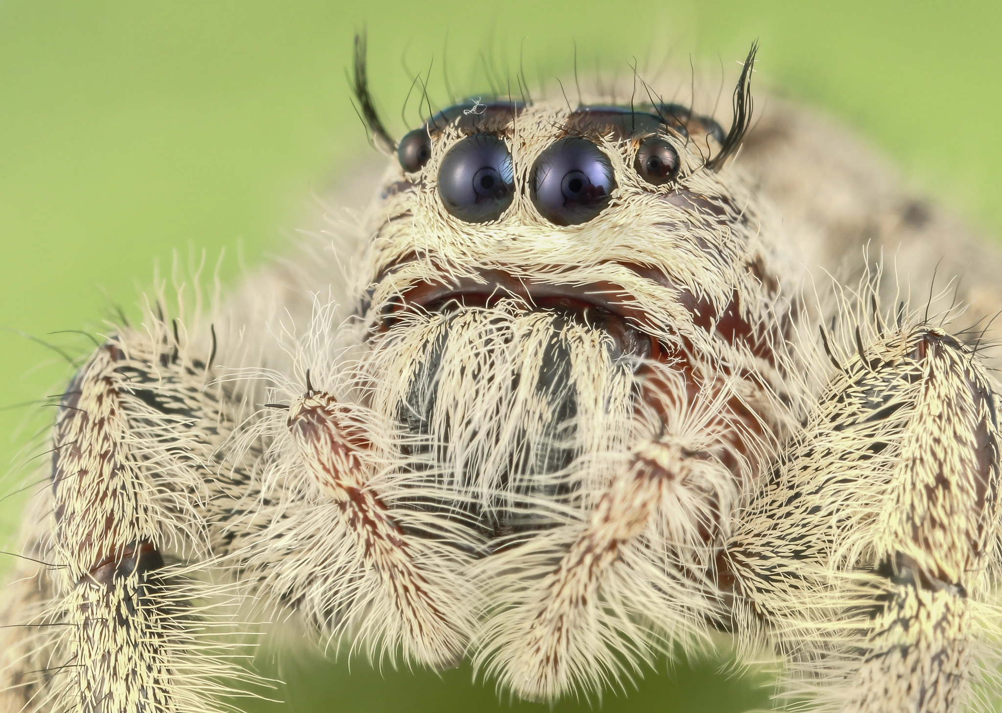 Canon MP-E 65mm F2.5 1-5x Macro Photo sample photo. Portrait of a jumping spider photography