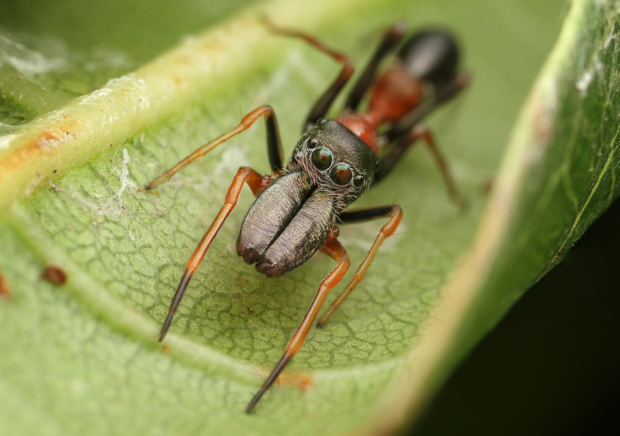 Canon MP-E 65mm F2.5 1-5x Macro Photo sample photo. Ant-mimic jumping spider photography