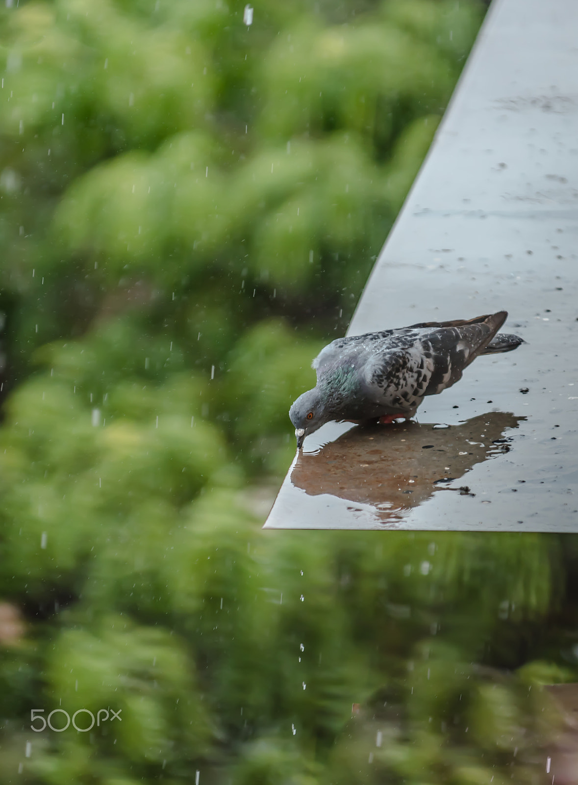 AF-S Zoom-Nikkor 80-200mm f/2.8D IF-ED sample photo. Birds in monsoon photography