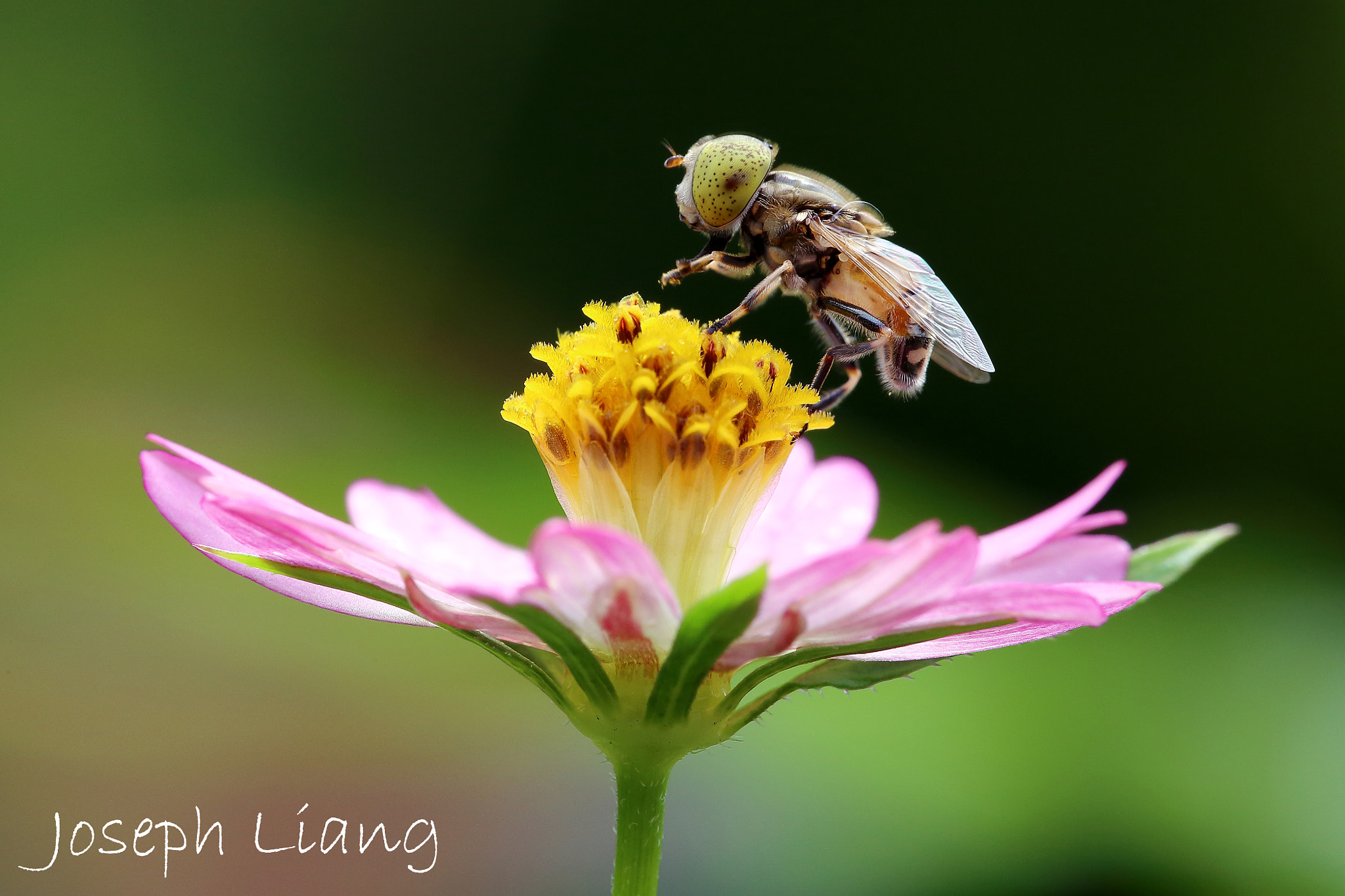 Sigma APO Macro 180mm F2.8 EX DG OS HSM sample photo. Drone fly photography