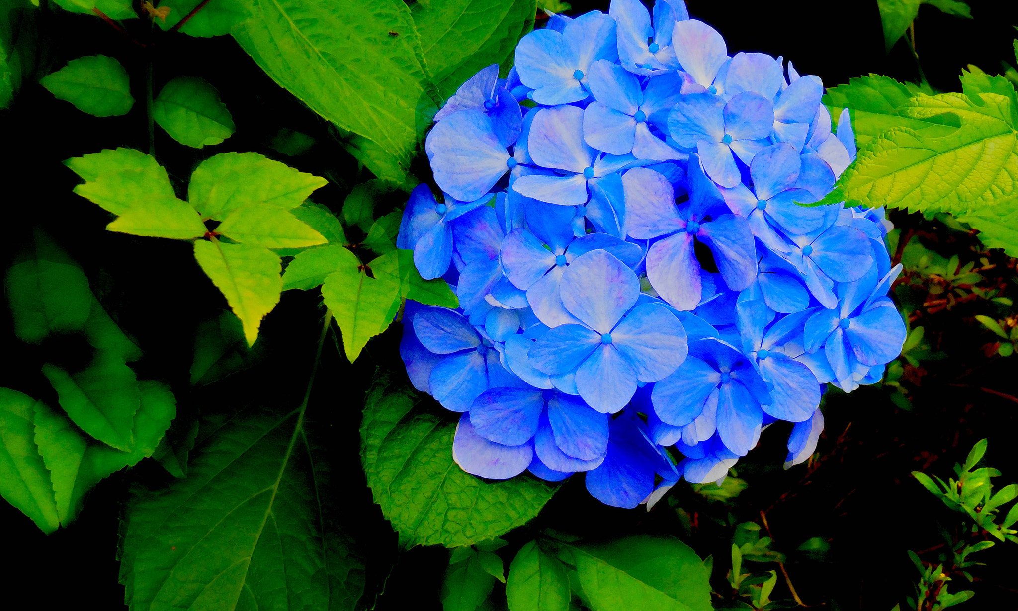 Nikon Coolpix S6400 sample photo. Hydrangea blue photography