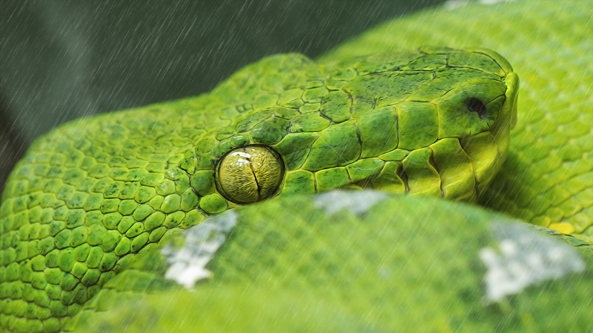 Sigma APO Macro 150mm f/2.8 EX DG HSM sample photo. Snake photography