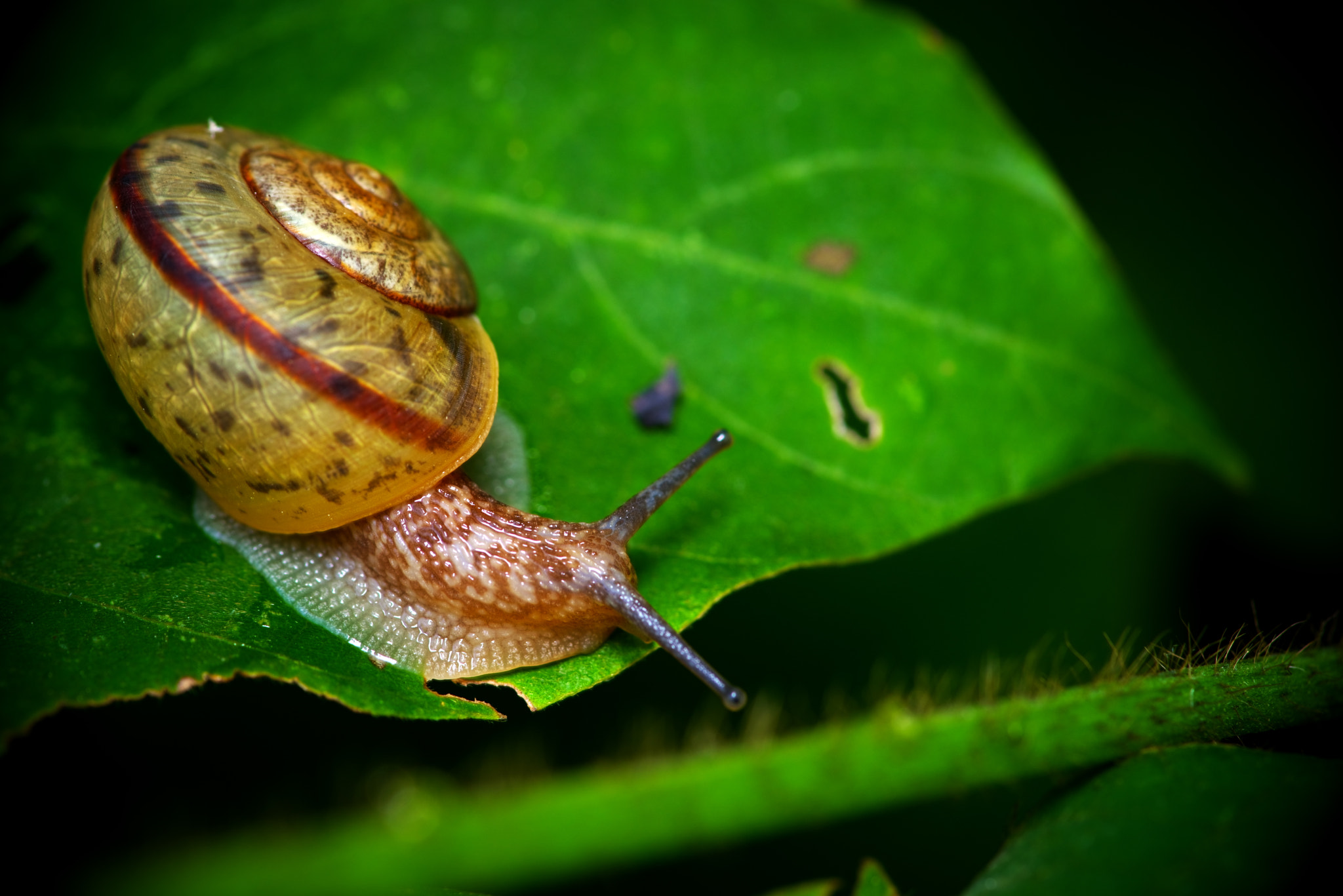 Pentax K-1 sample photo. Snail photography