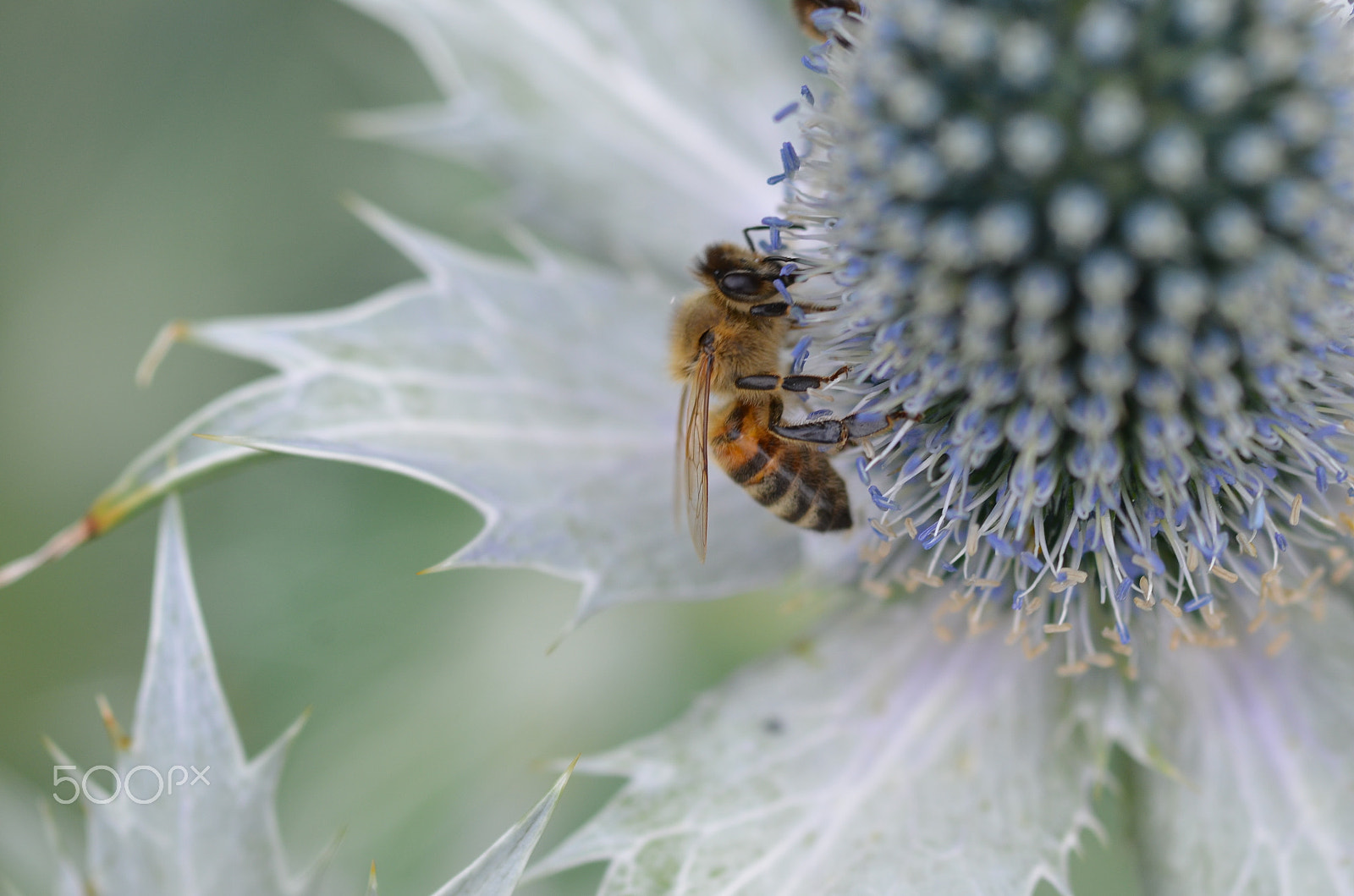 Nikon D7000 + Sigma 105mm F2.8 EX DG Macro sample photo. Be(e) at work photography