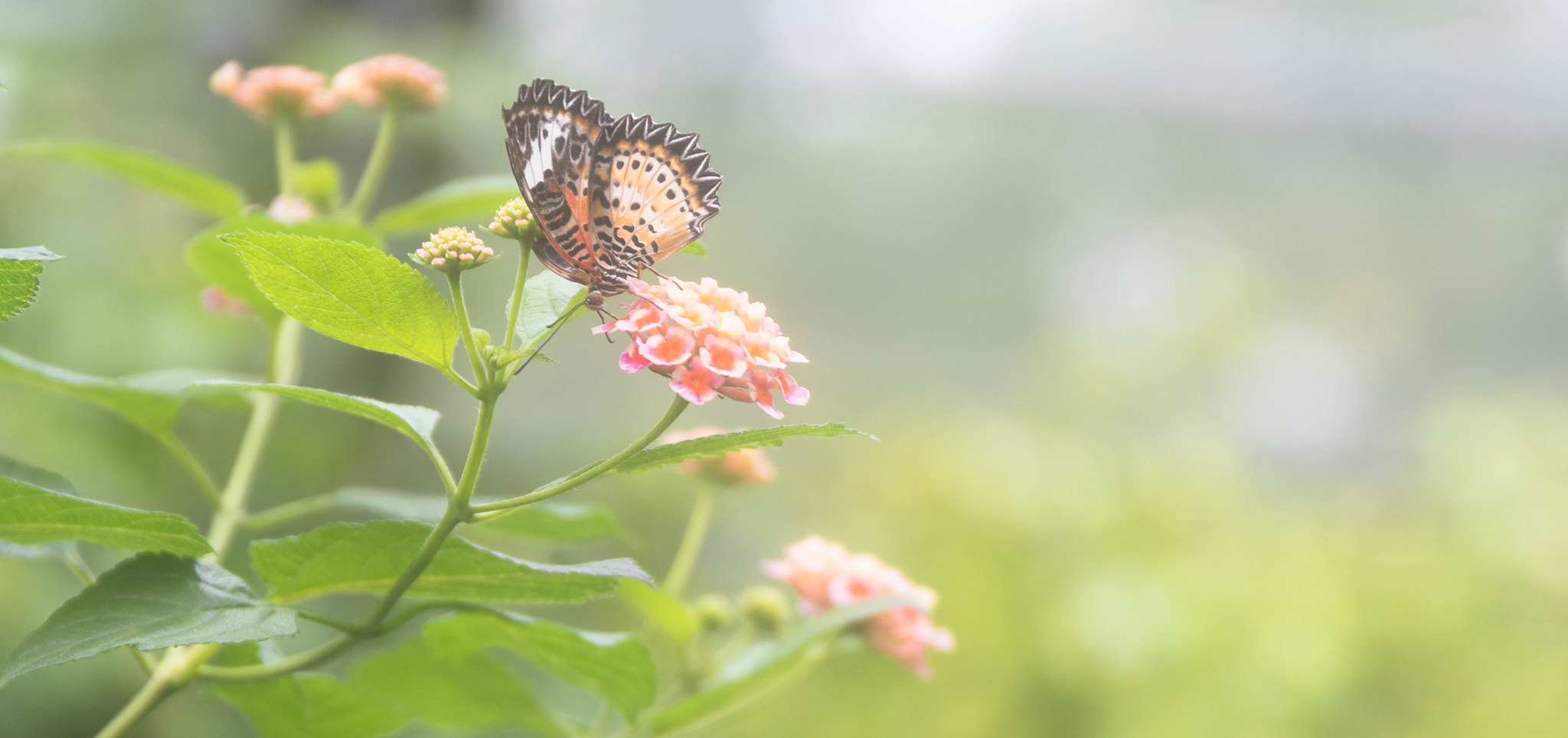 Nikon D5500 + Sigma 24-105mm F4 DG OS HSM Art sample photo. Butterfly photography