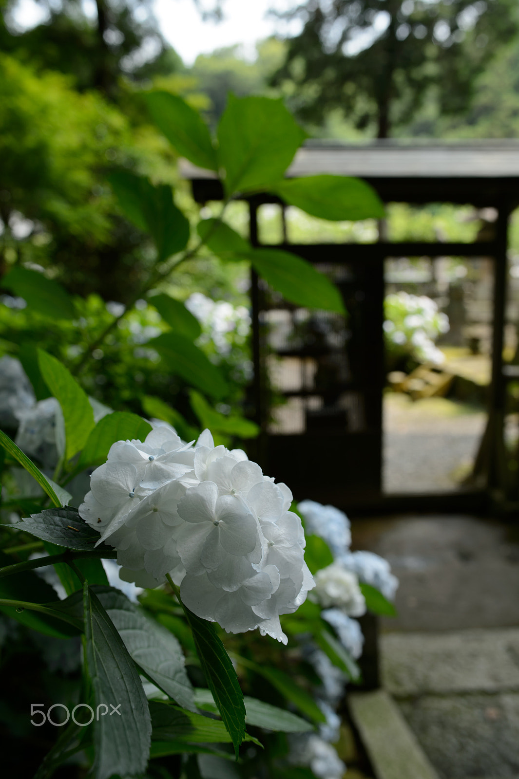 Nikon Df + Nikon AF-S Nikkor 28mm F1.8G sample photo. White hydrangea photography