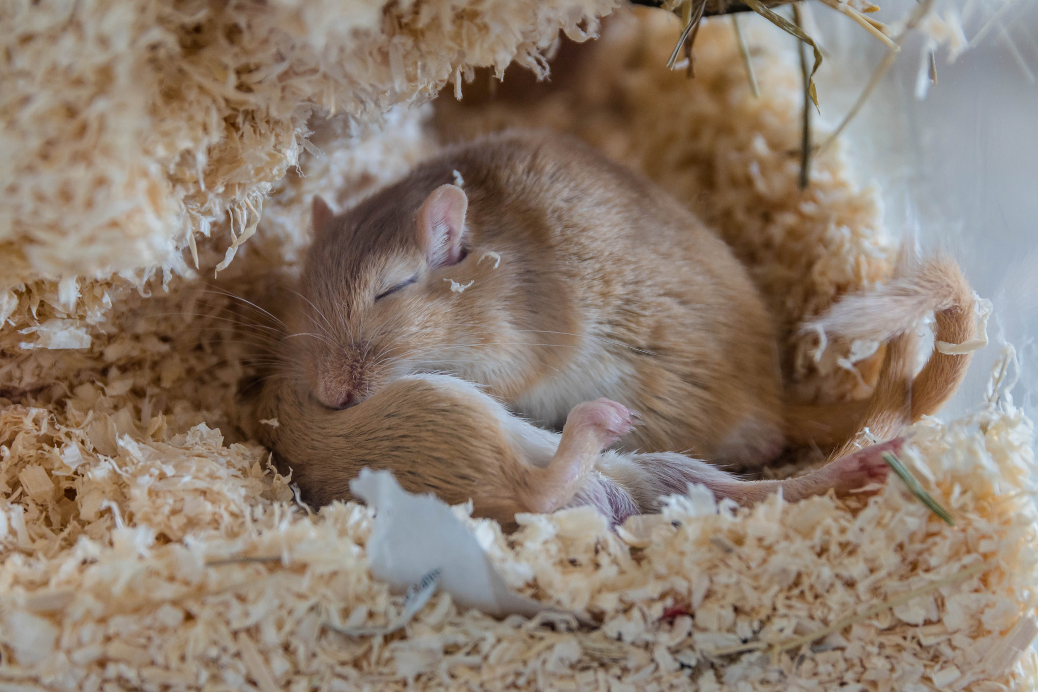 Nikon D5500 + Sigma 24-105mm F4 DG OS HSM Art sample photo. Gerbil love photography