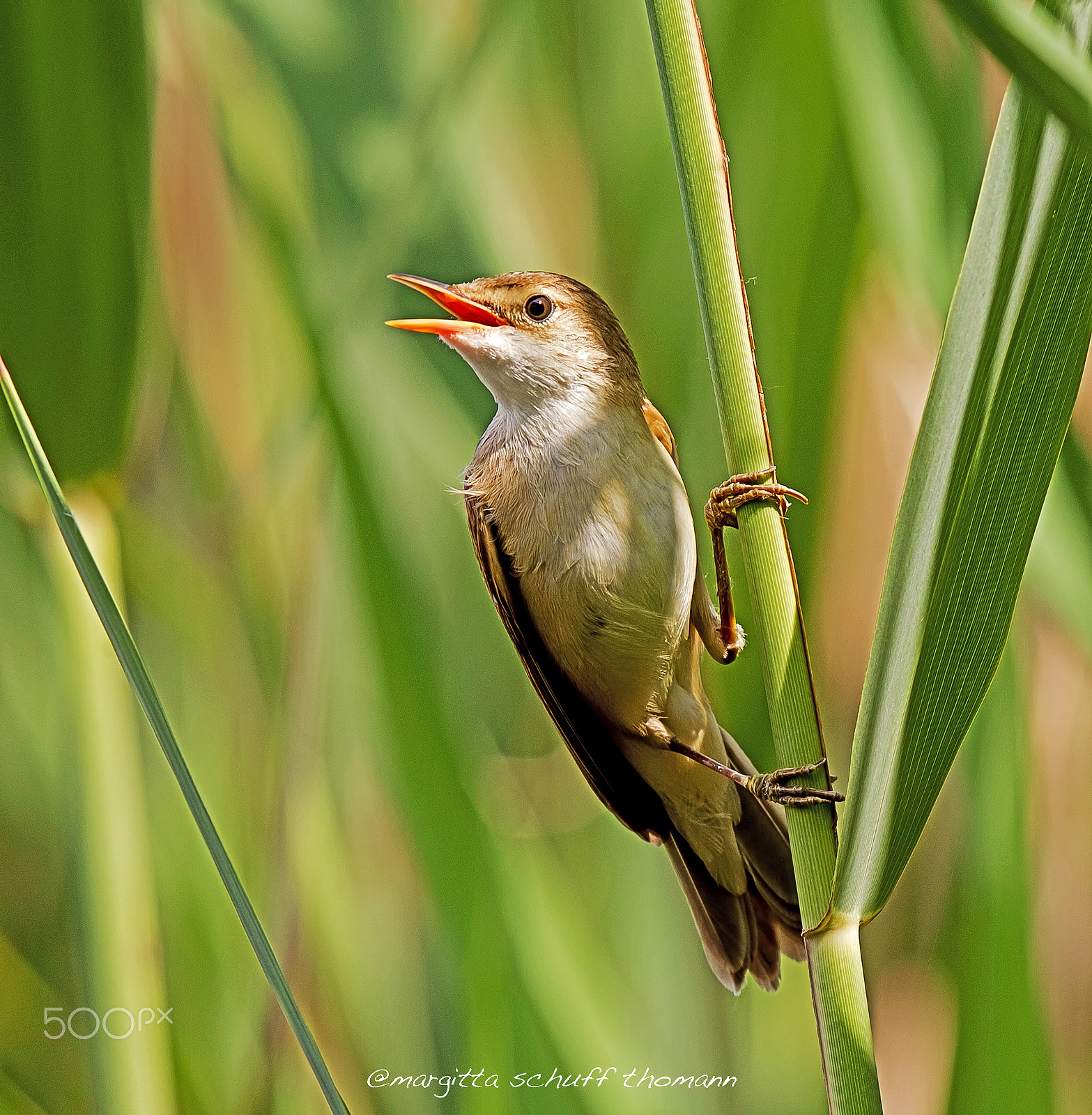 Canon EF 300mm F2.8L IS USM sample photo. Reed warbler... photography