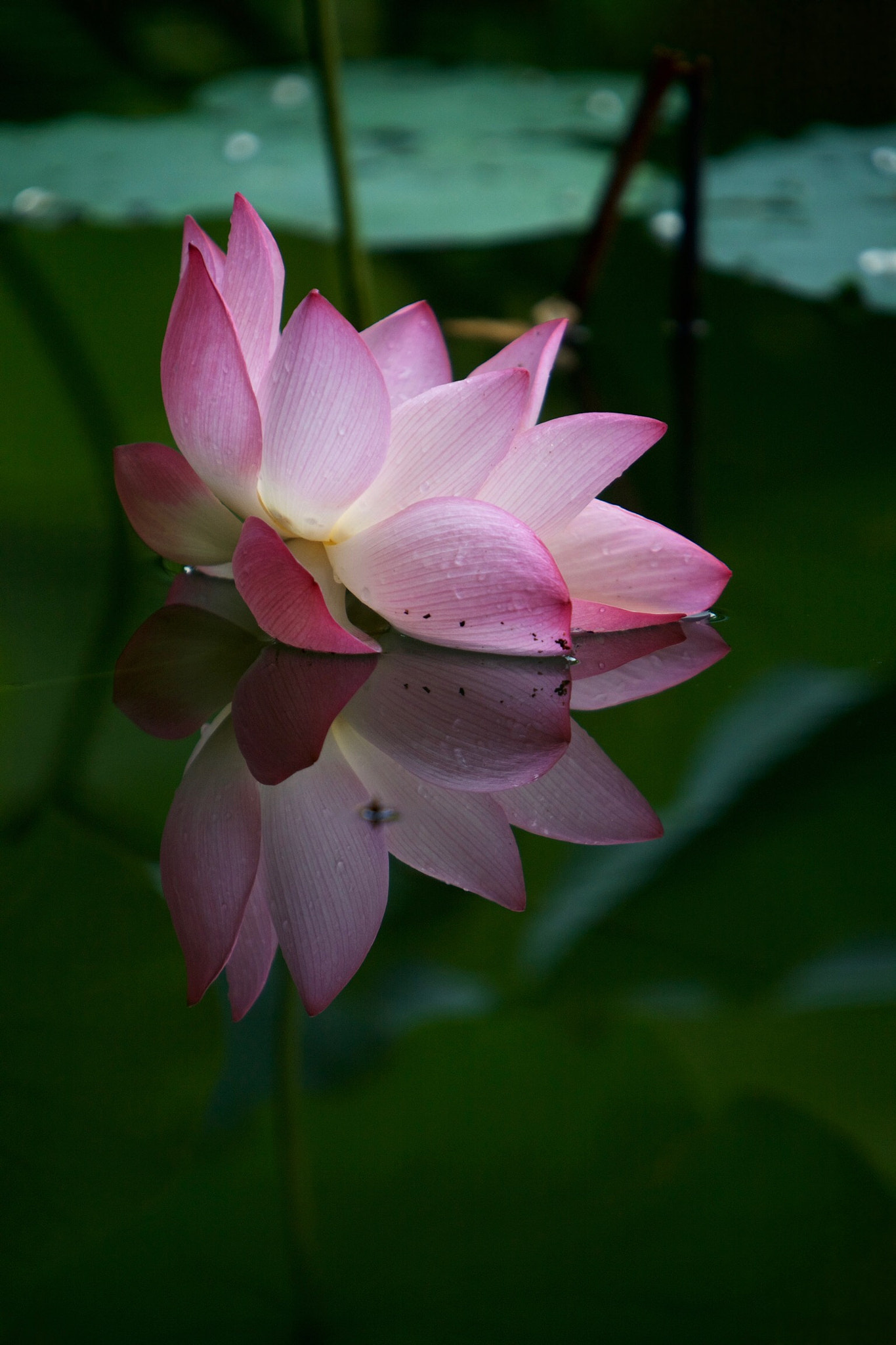 Canon EF 70-200mm F2.8L IS USM sample photo. Lotus photography