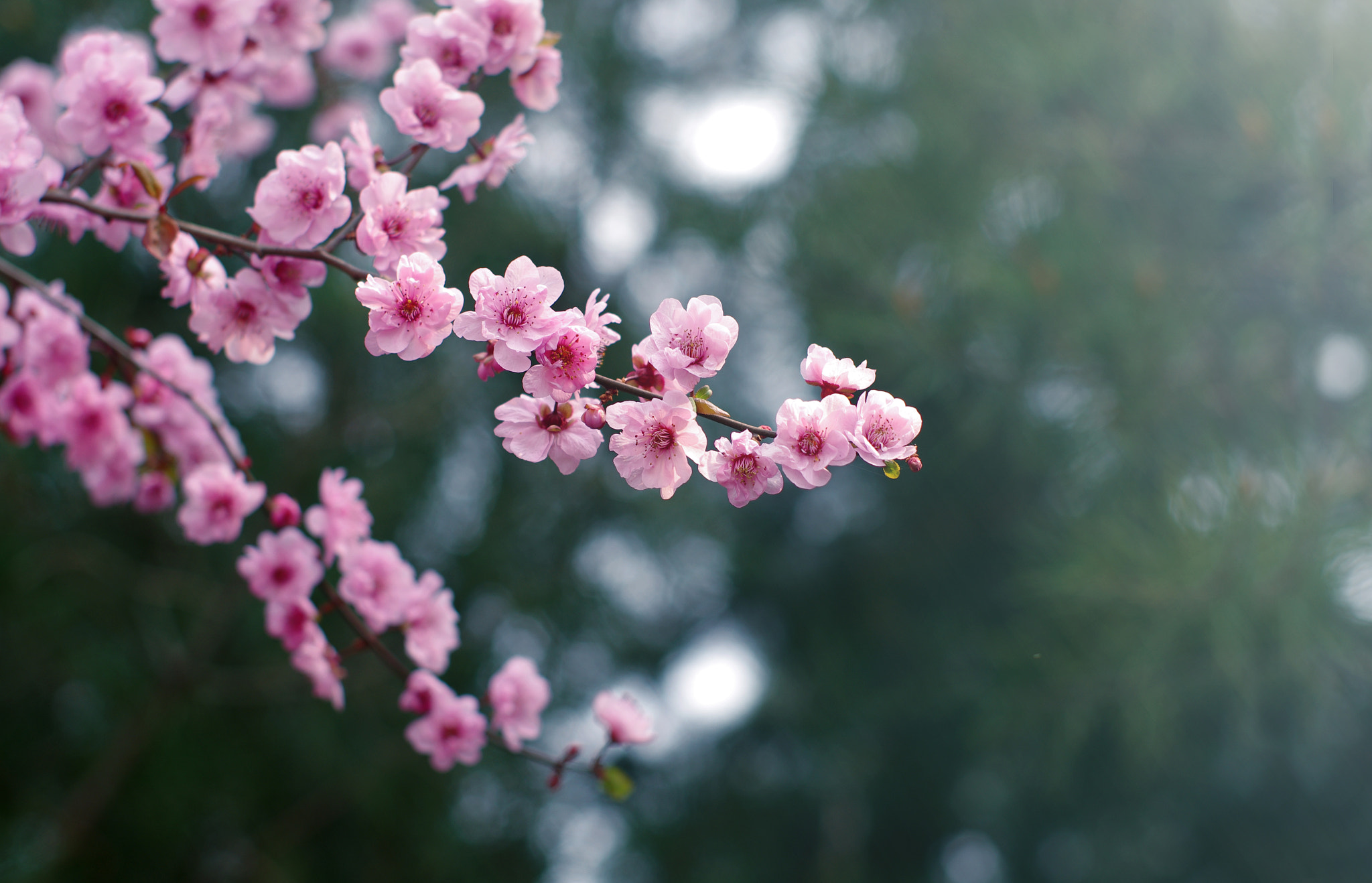 Pentax smc FA 50mm F1.4 sample photo. 桃花 photography