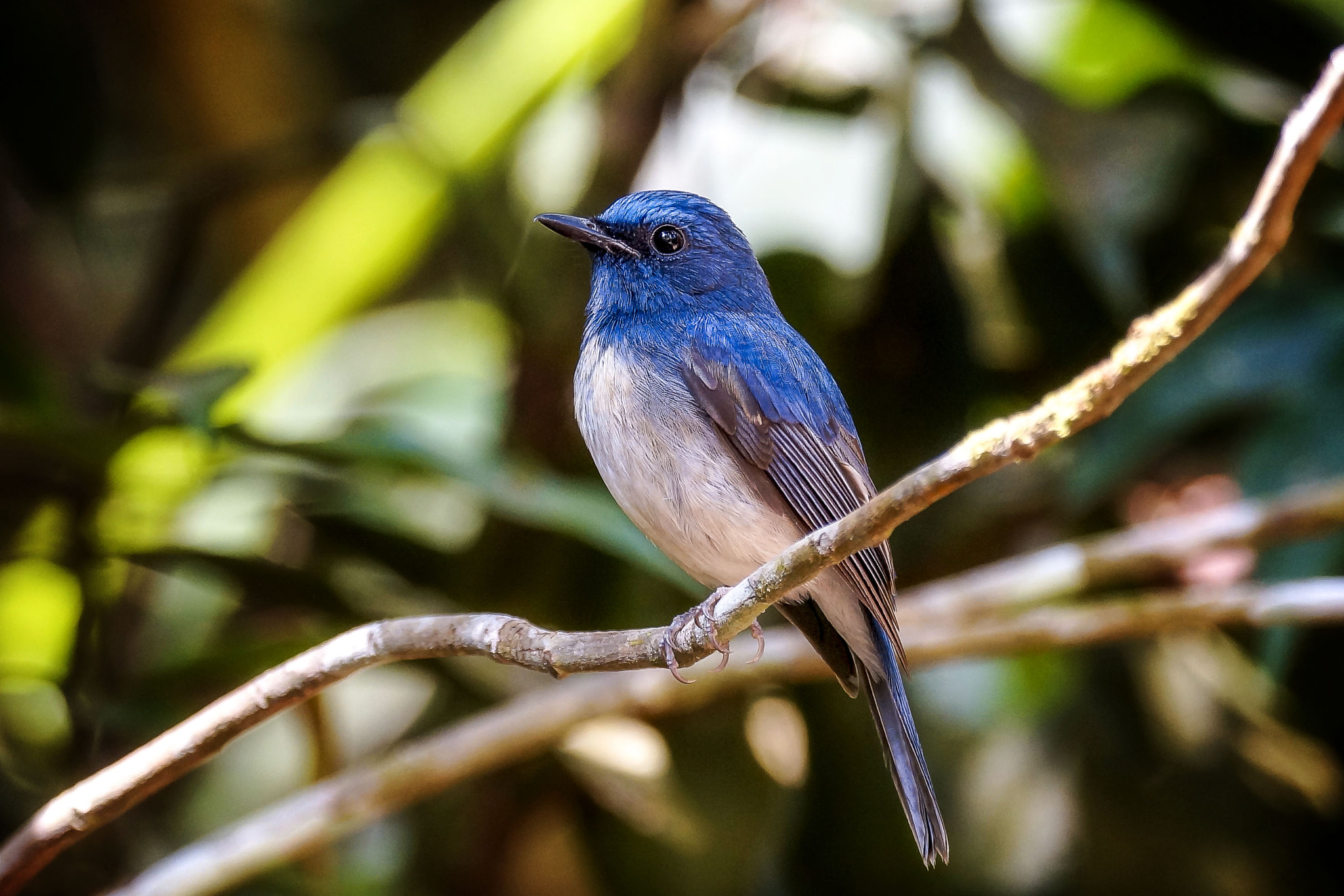 Sony 70-300mm F4.5-5.6 G SSM sample photo. Hainan blue-flycatcher photography