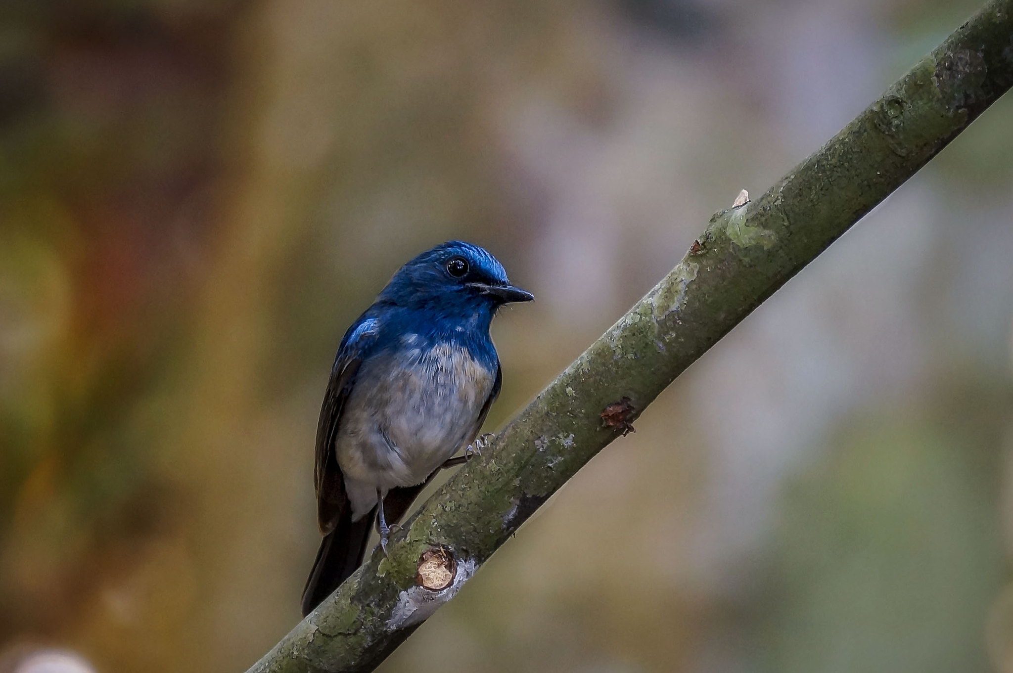 Sony 70-300mm F4.5-5.6 G SSM sample photo. Hainan blue-flycatcher photography