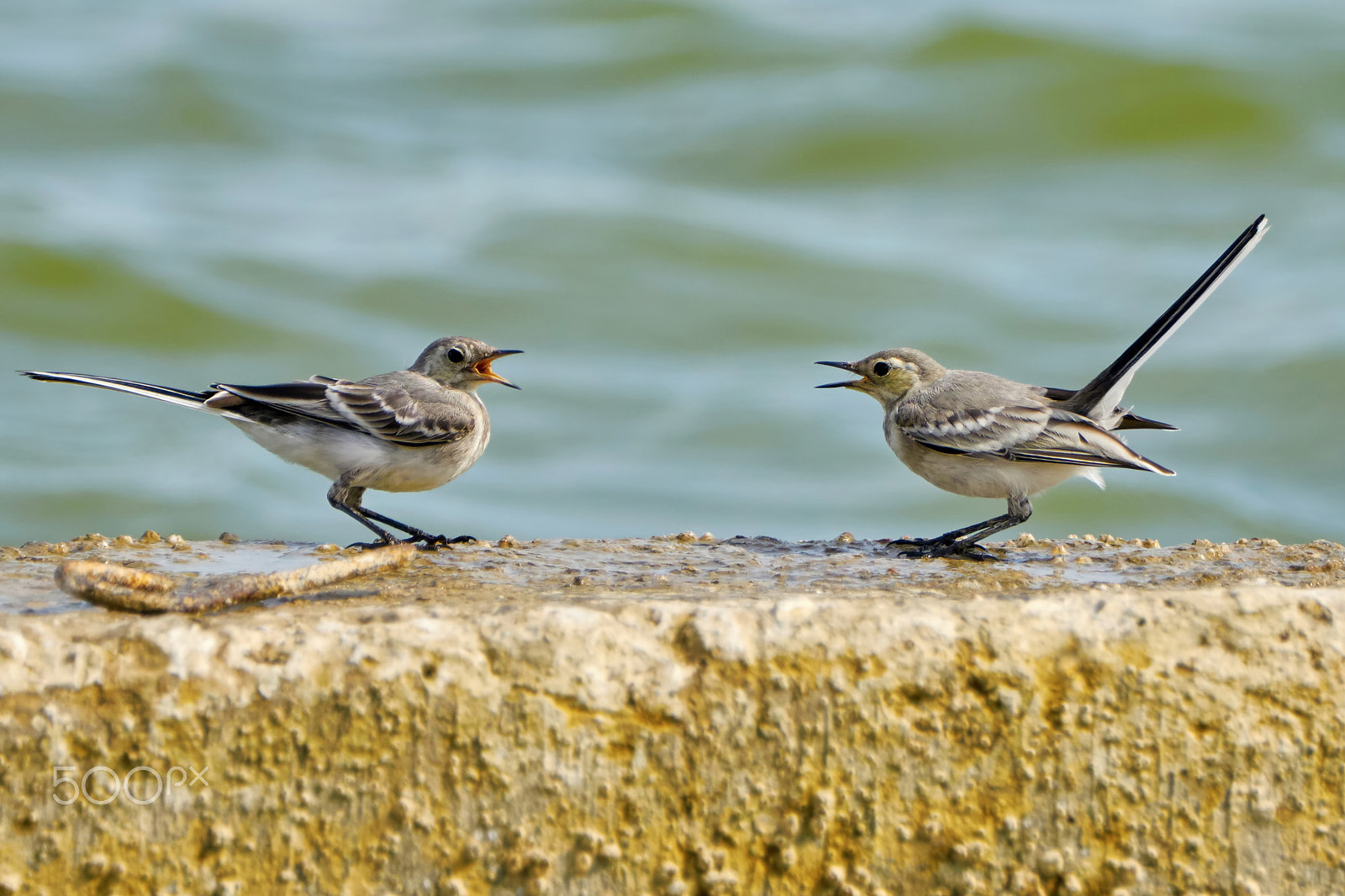 Sony ILCA-77M2 + Sony 70-400mm F4-5.6 G SSM II sample photo. Two swallows are negotiating photography