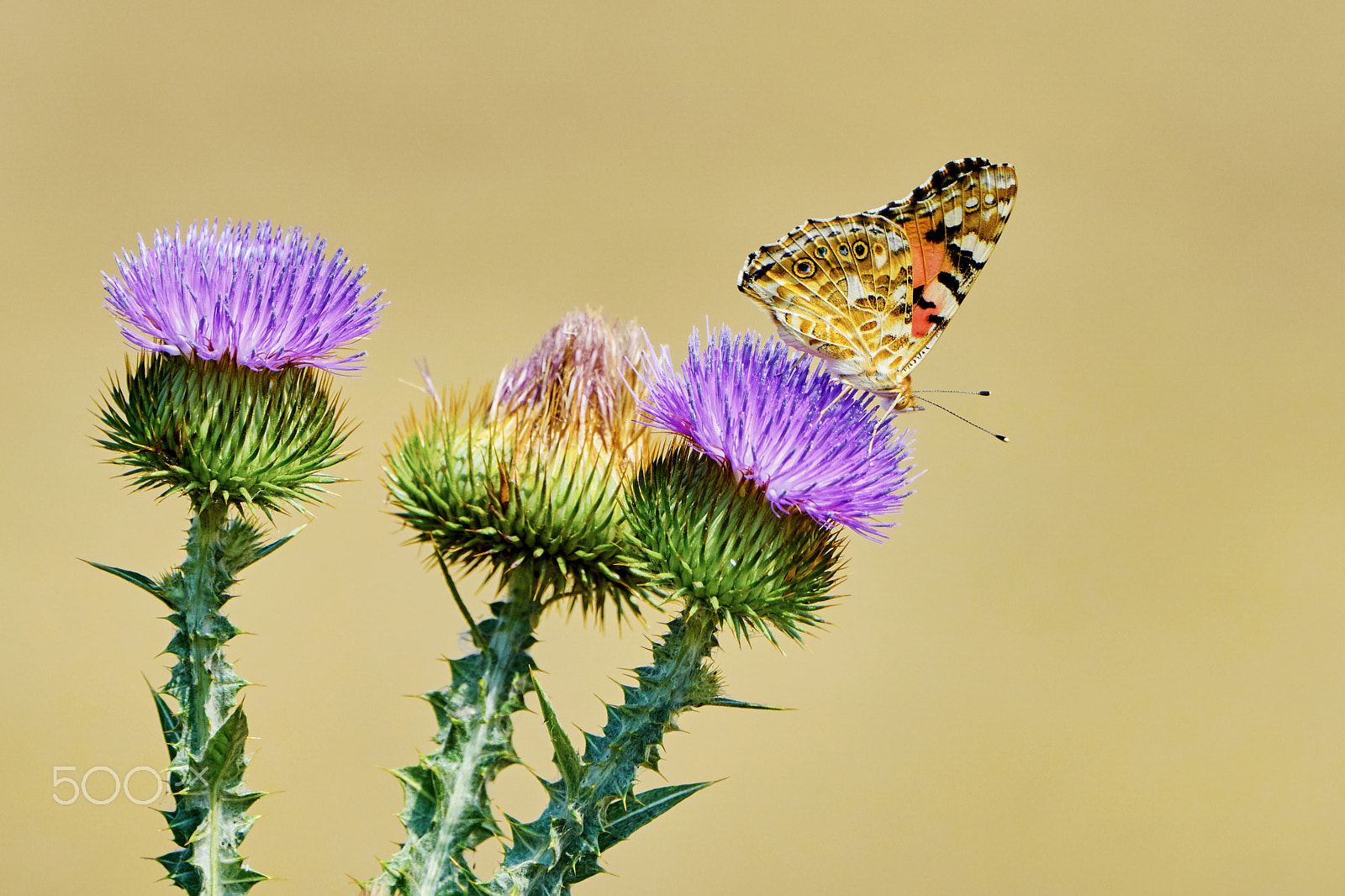 Sony ILCA-77M2 + Sony 70-400mm F4-5.6 G SSM II sample photo. Butterfly basking in the sun photography