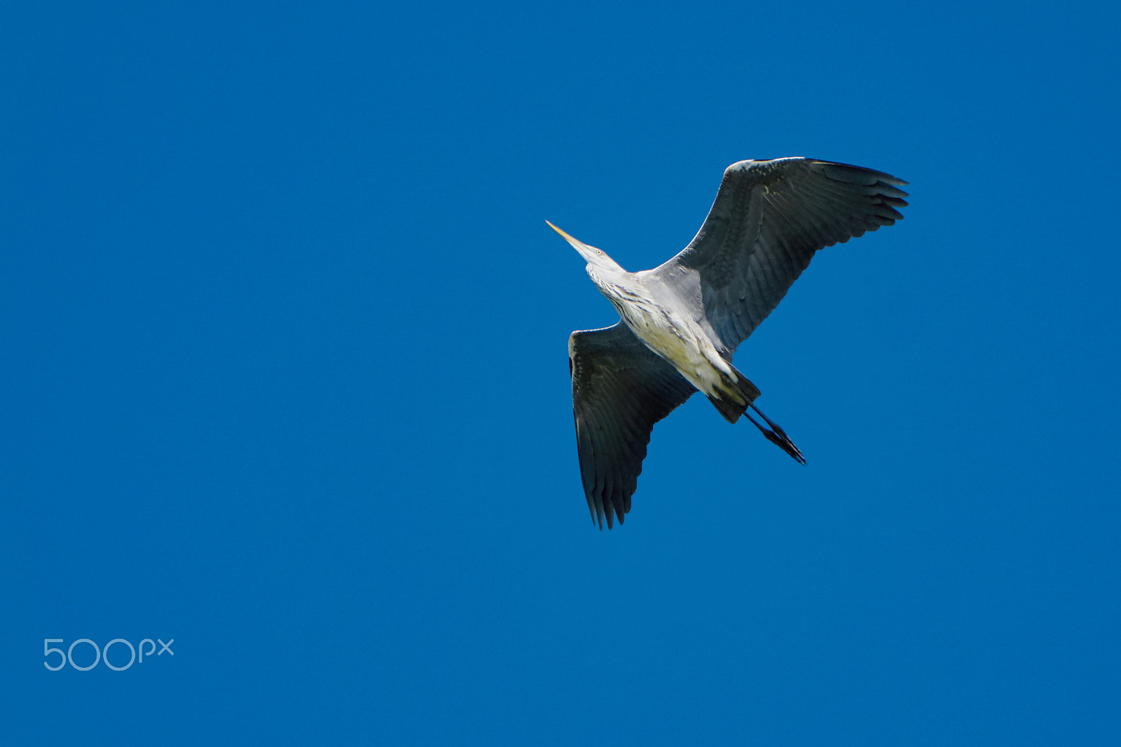 Sony ILCA-77M2 + Sony 70-400mm F4-5.6 G SSM II sample photo. Heron in flight photography