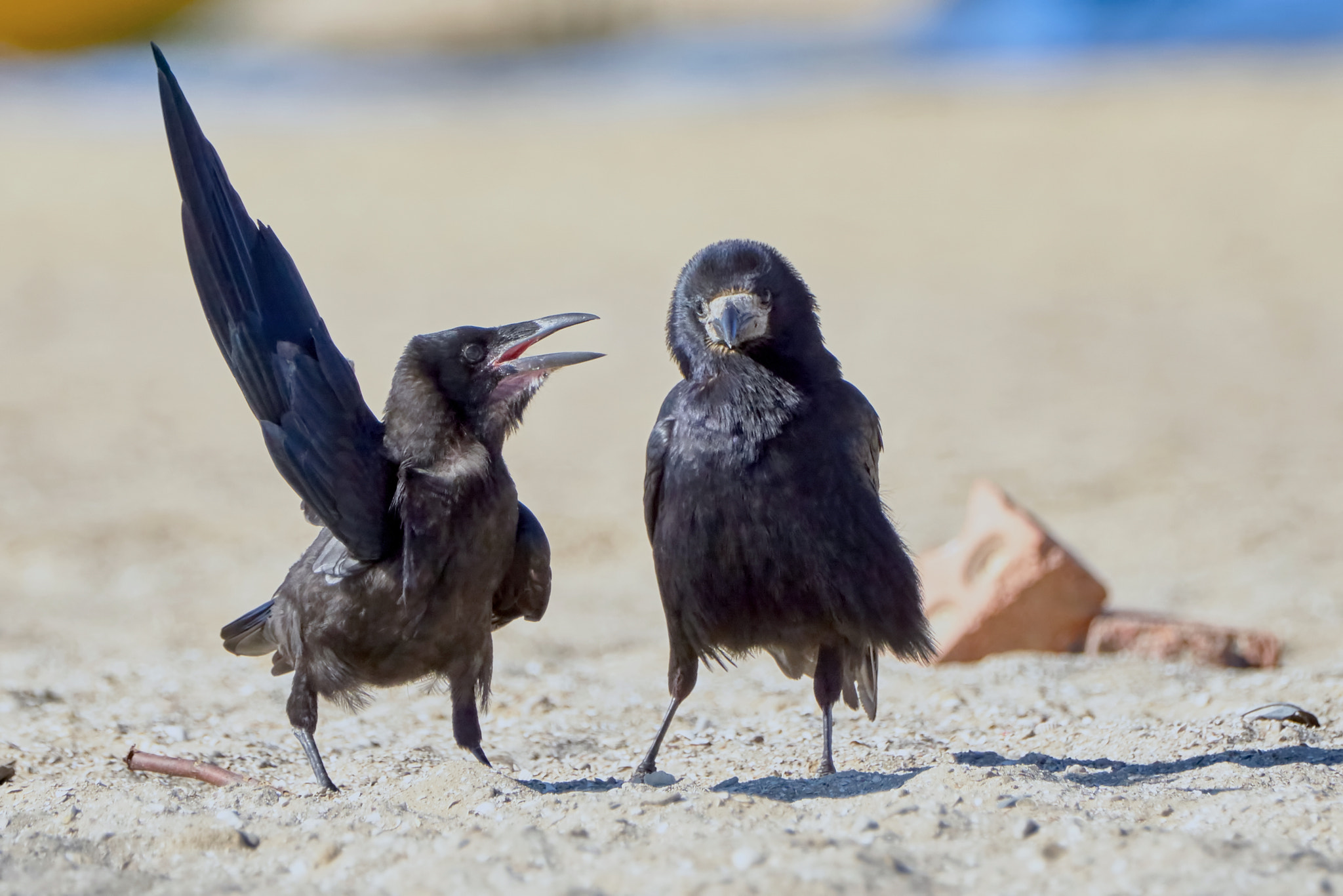 Sony ILCA-77M2 + Sony 70-400mm F4-5.6 G SSM II sample photo. Crow in something convinces another crow photography