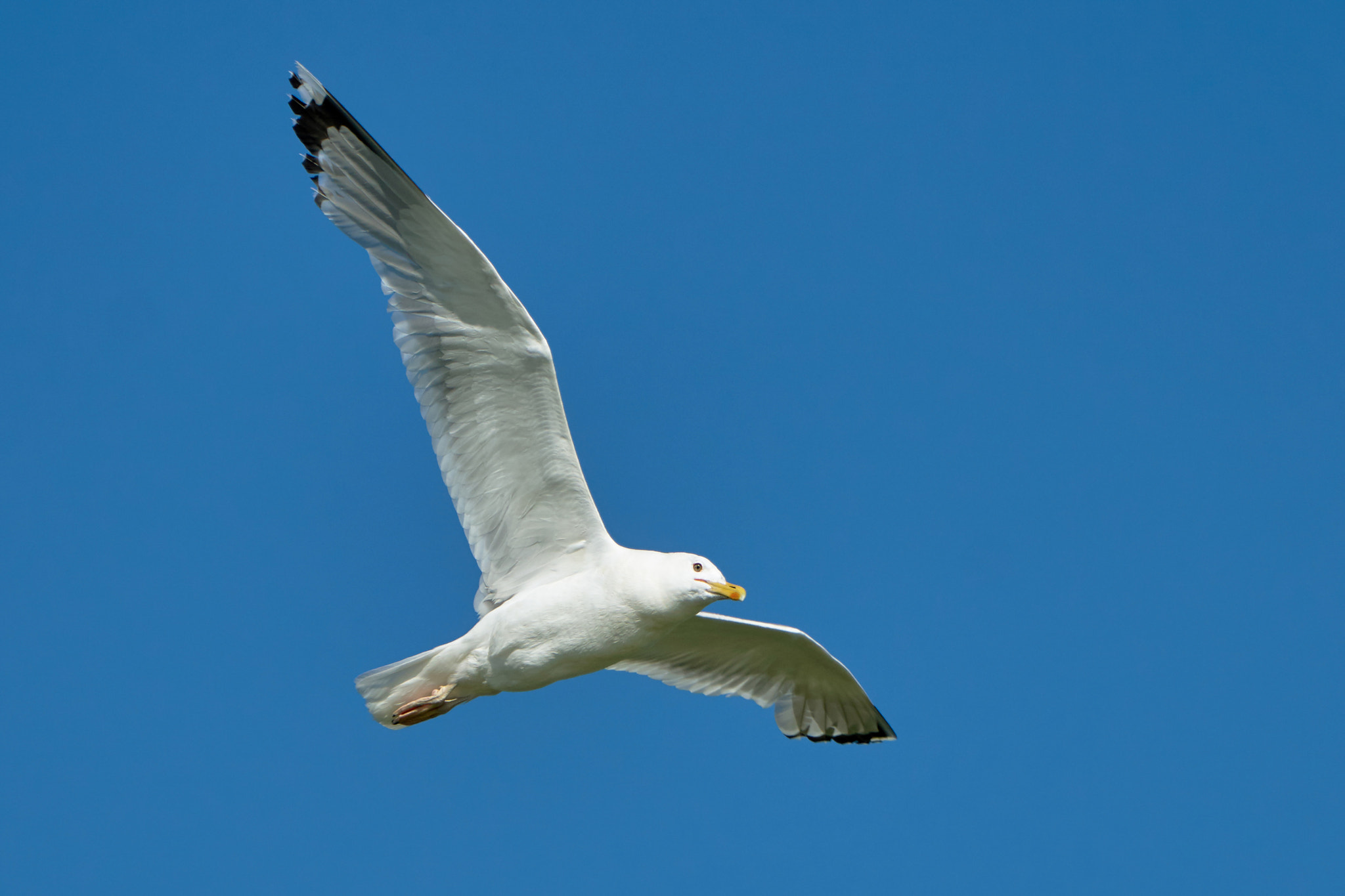 Sony 70-400mm F4-5.6 G SSM II sample photo. Seagull in flight photography