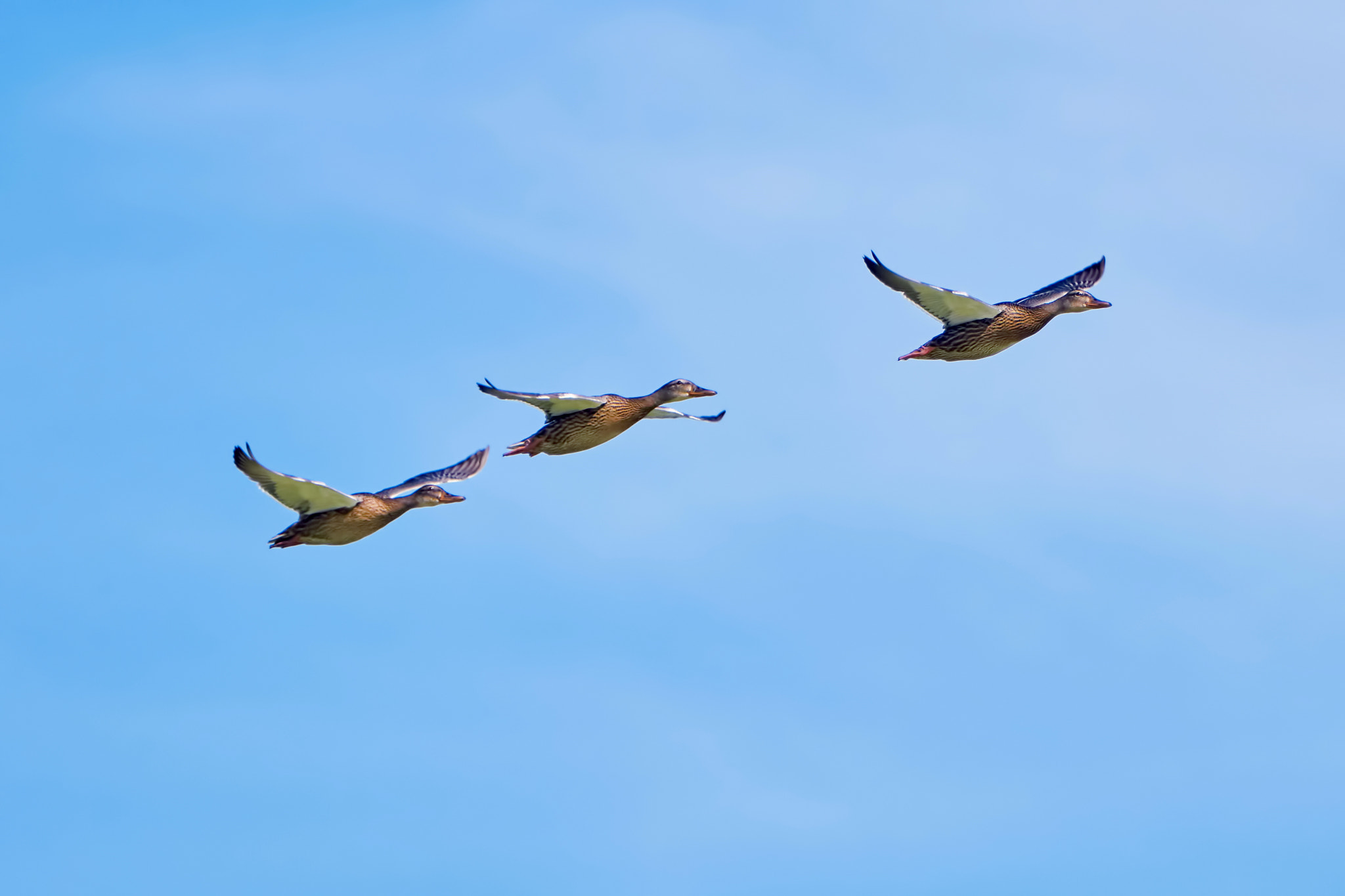 Sony ILCA-77M2 + Sony 70-400mm F4-5.6 G SSM II sample photo. Three ducks in flight photography