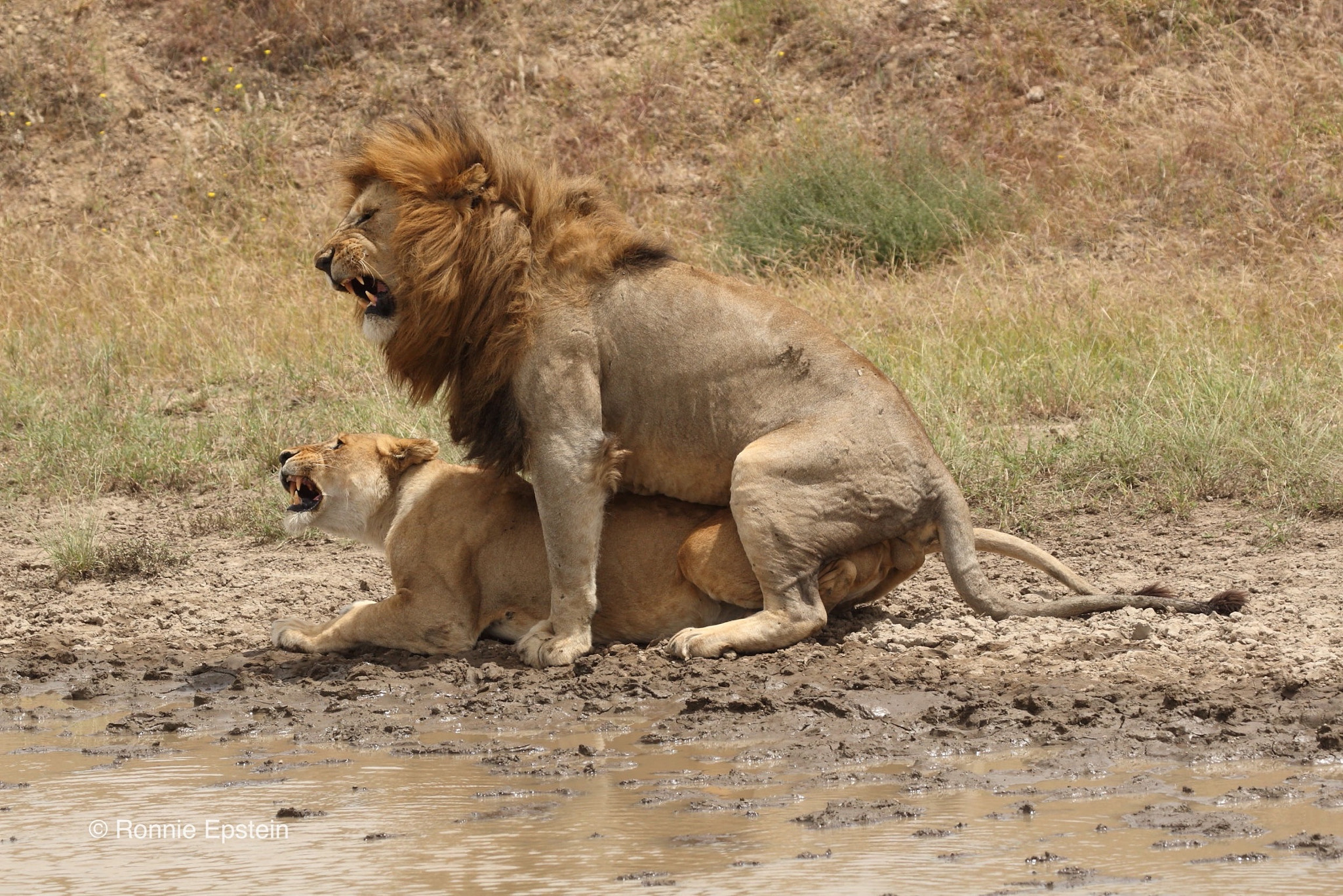 Canon EOS 30D + Canon EF 100-400mm F4.5-5.6L IS USM sample photo. The facial expression says it all. serengeti national park, tanzania. look out for the sequel.... photography