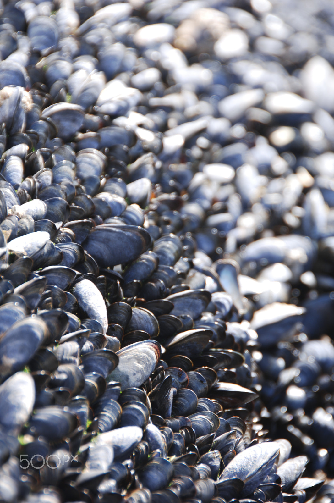 Nikon D2X sample photo. Starter photography