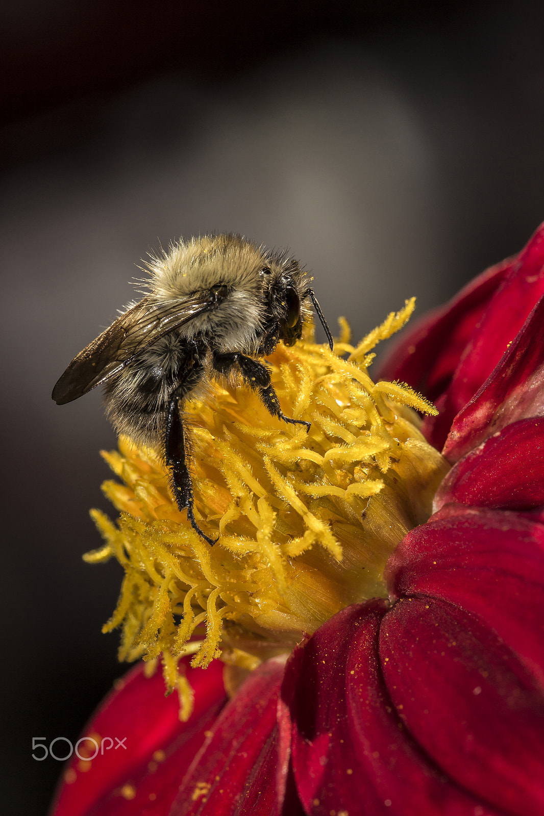 Canon EOS 60D + Sigma 105mm F2.8 EX DG Macro sample photo. Breakfast photography