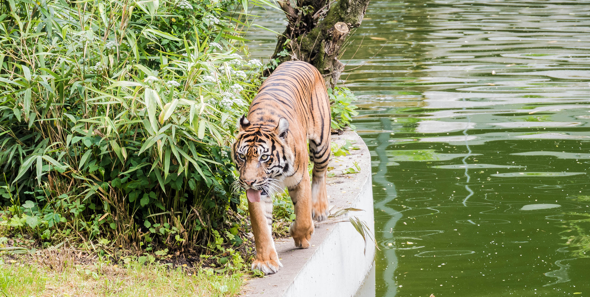 Nikon D5500 + Sigma 24-105mm F4 DG OS HSM Art sample photo. Tiger photography