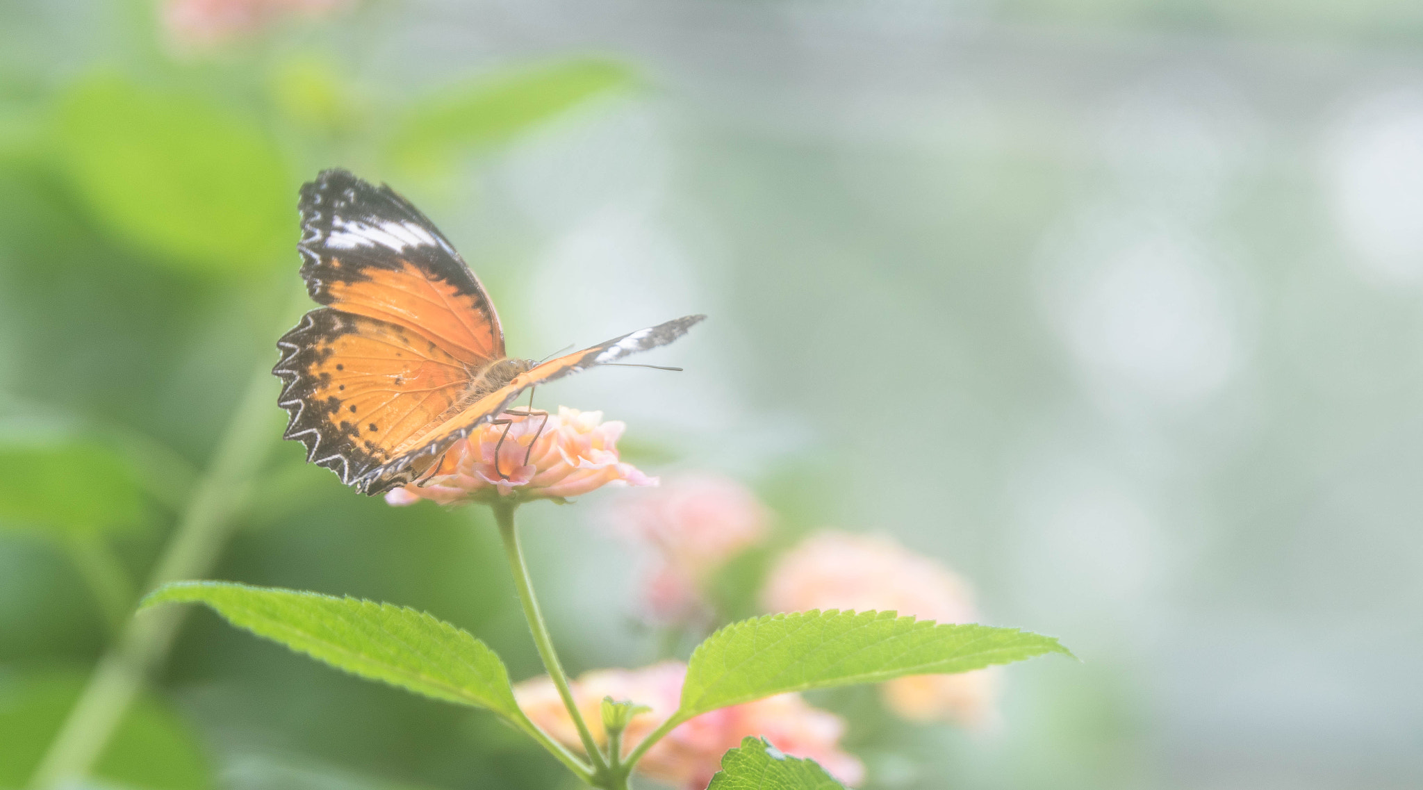 Nikon D5500 + Sigma 24-105mm F4 DG OS HSM Art sample photo. Butterfly photography