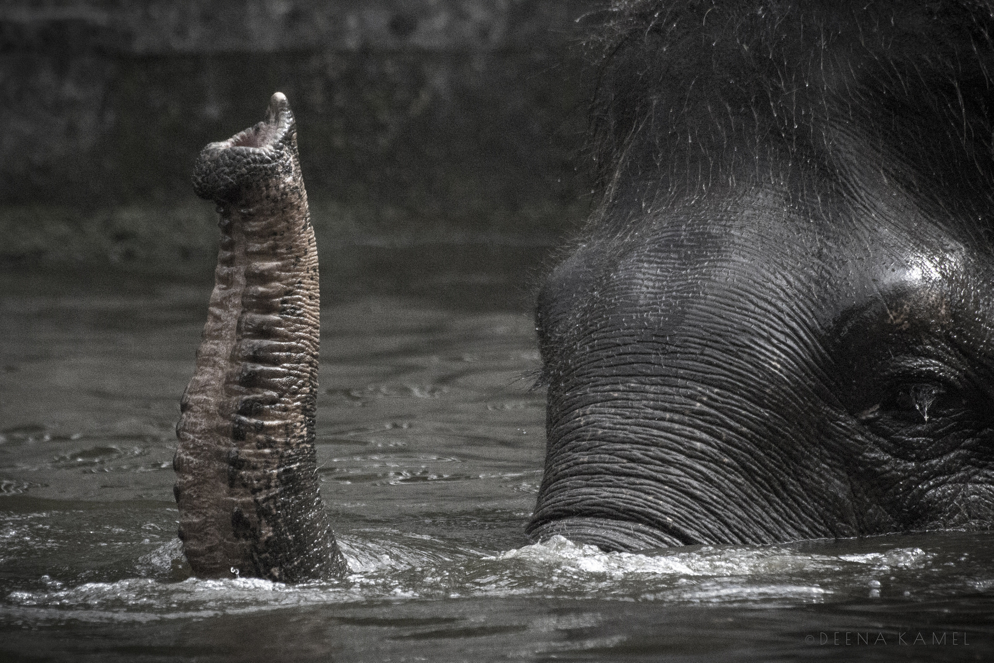 Sigma 70-300mm F4-5.6 APO DG Macro sample photo. Elephant water photography