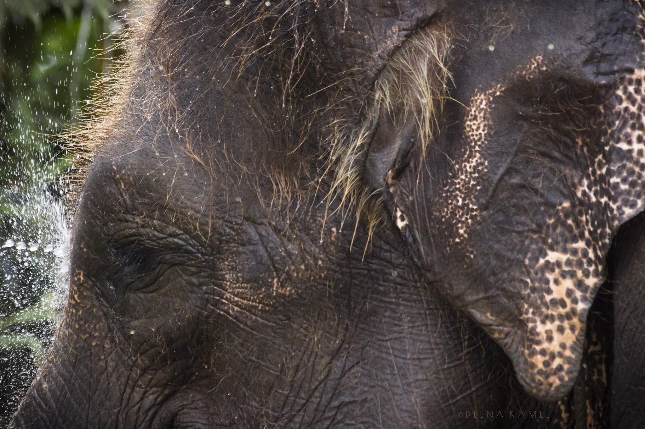 Sigma 70-300mm F4-5.6 APO DG Macro sample photo. Elephant face photography