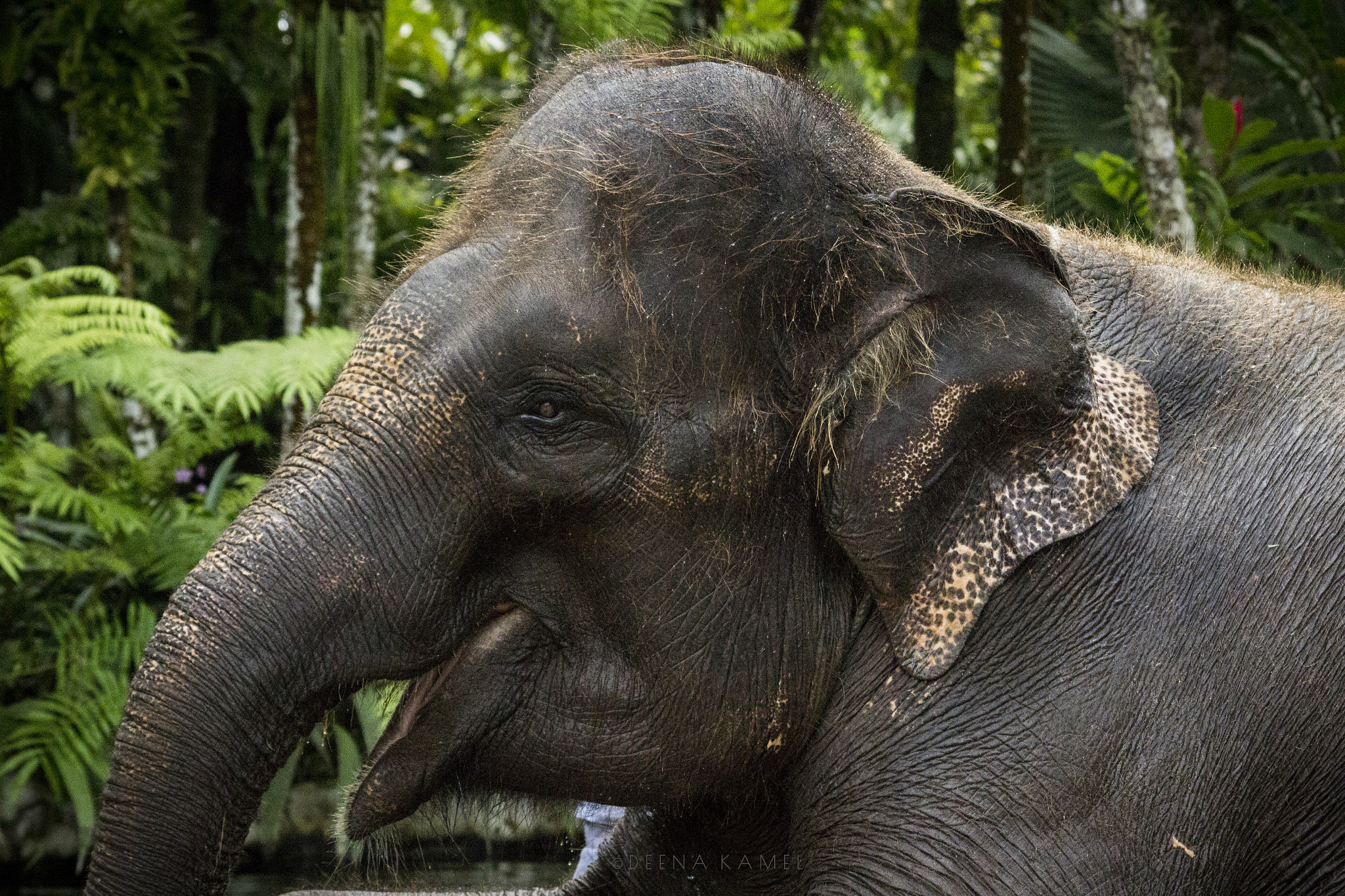 Sigma 70-300mm F4-5.6 APO DG Macro sample photo. Elephant green photography