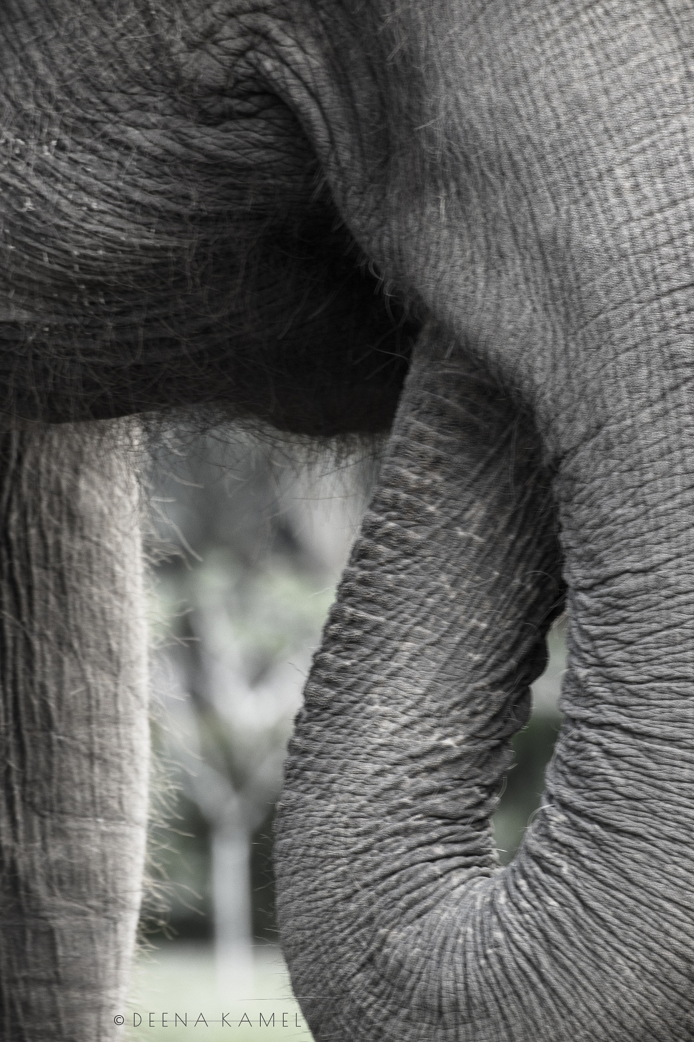 Sigma 70-300mm F4-5.6 APO DG Macro sample photo. Elephant curves photography
