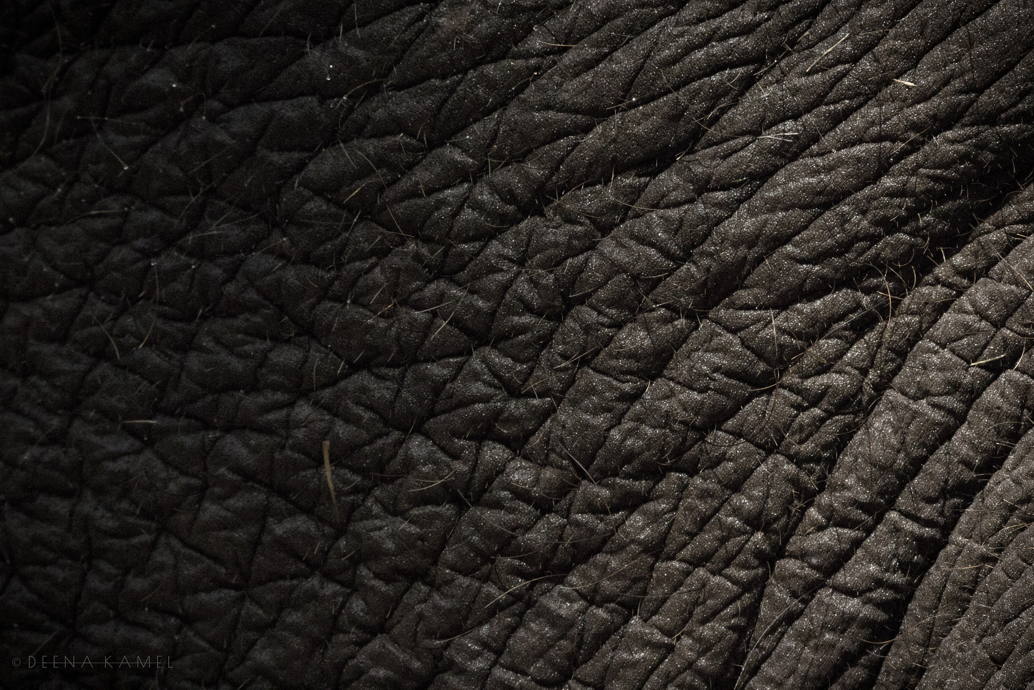Sigma 70-300mm F4-5.6 APO DG Macro sample photo. Elephant skin photography