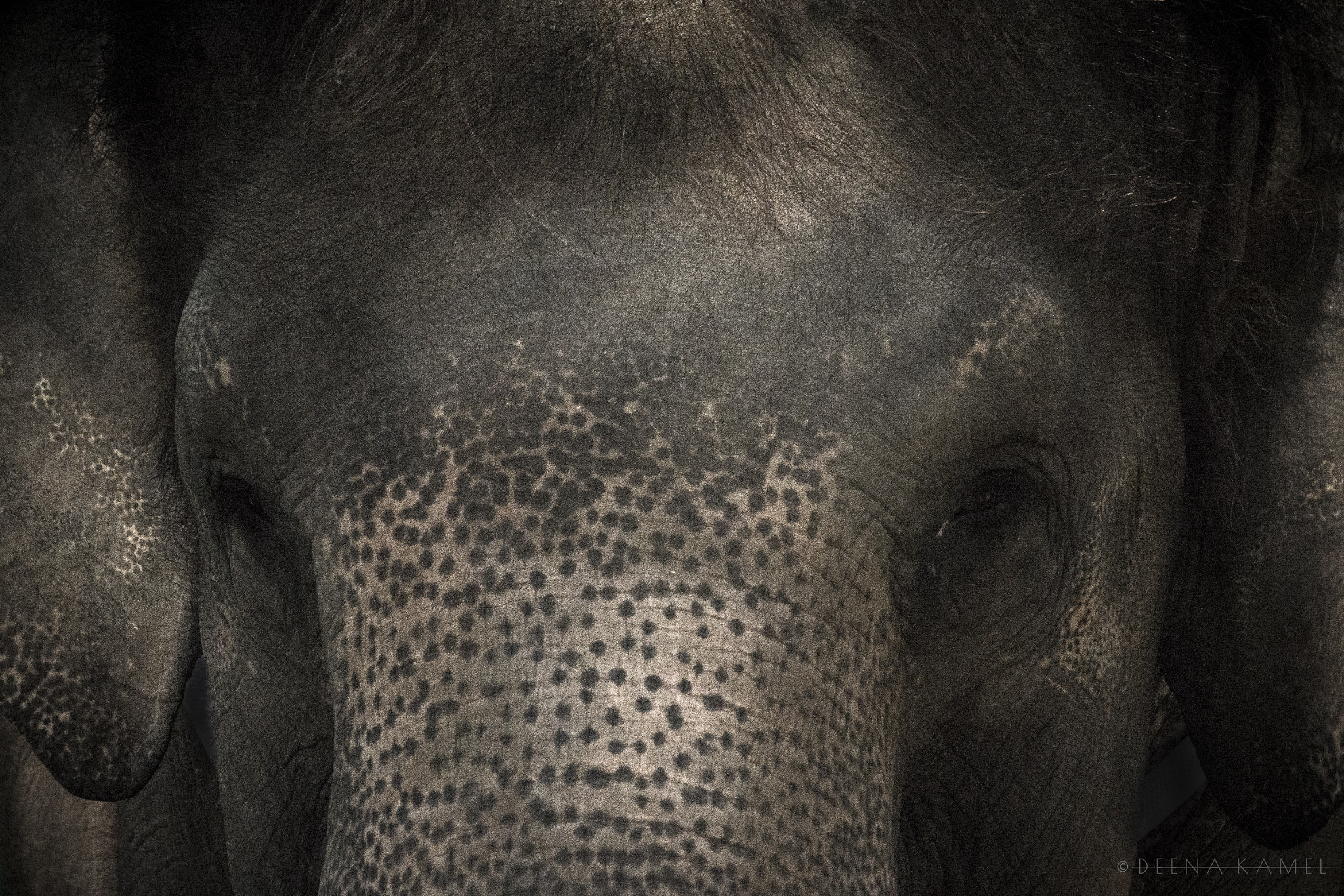 Sigma 70-300mm F4-5.6 APO DG Macro sample photo. Elephant face photography