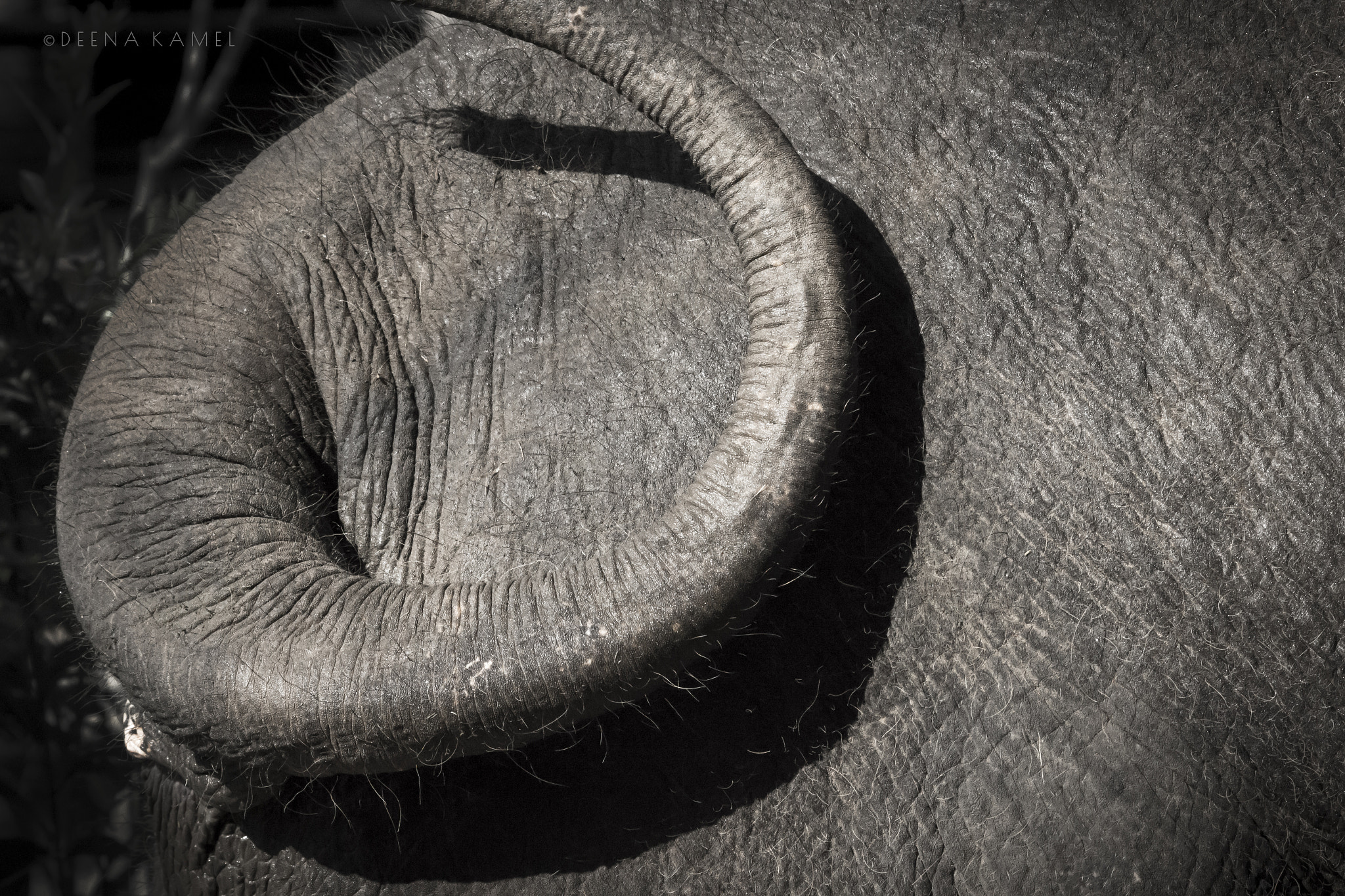 Sigma 70-300mm F4-5.6 APO DG Macro sample photo. Elephant tail photography
