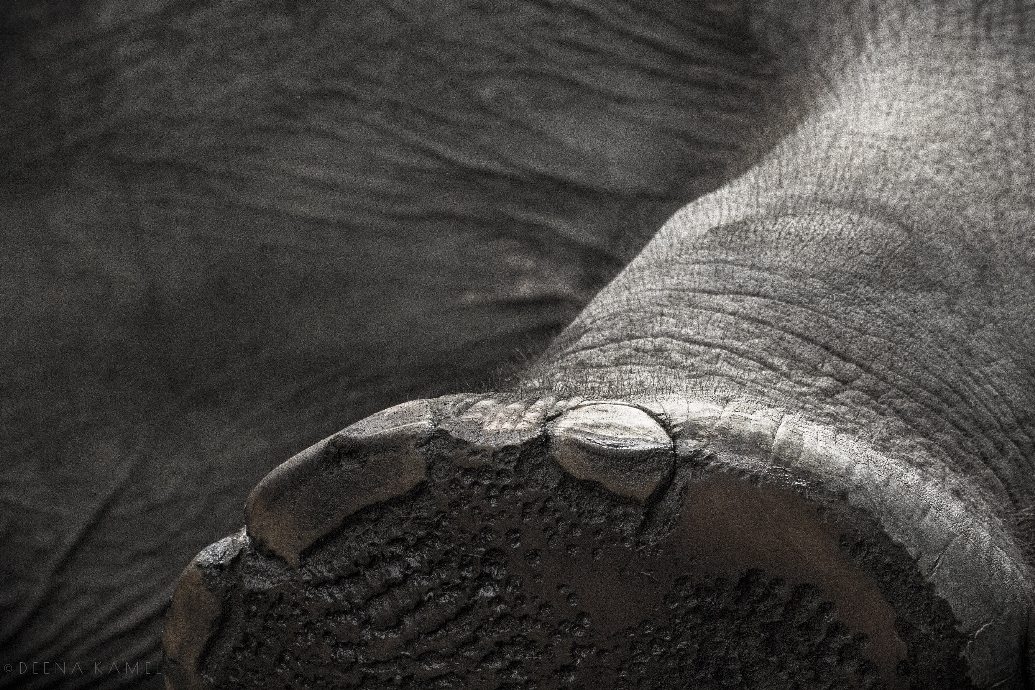 Sigma 70-300mm F4-5.6 APO DG Macro sample photo. Elephant leg photography