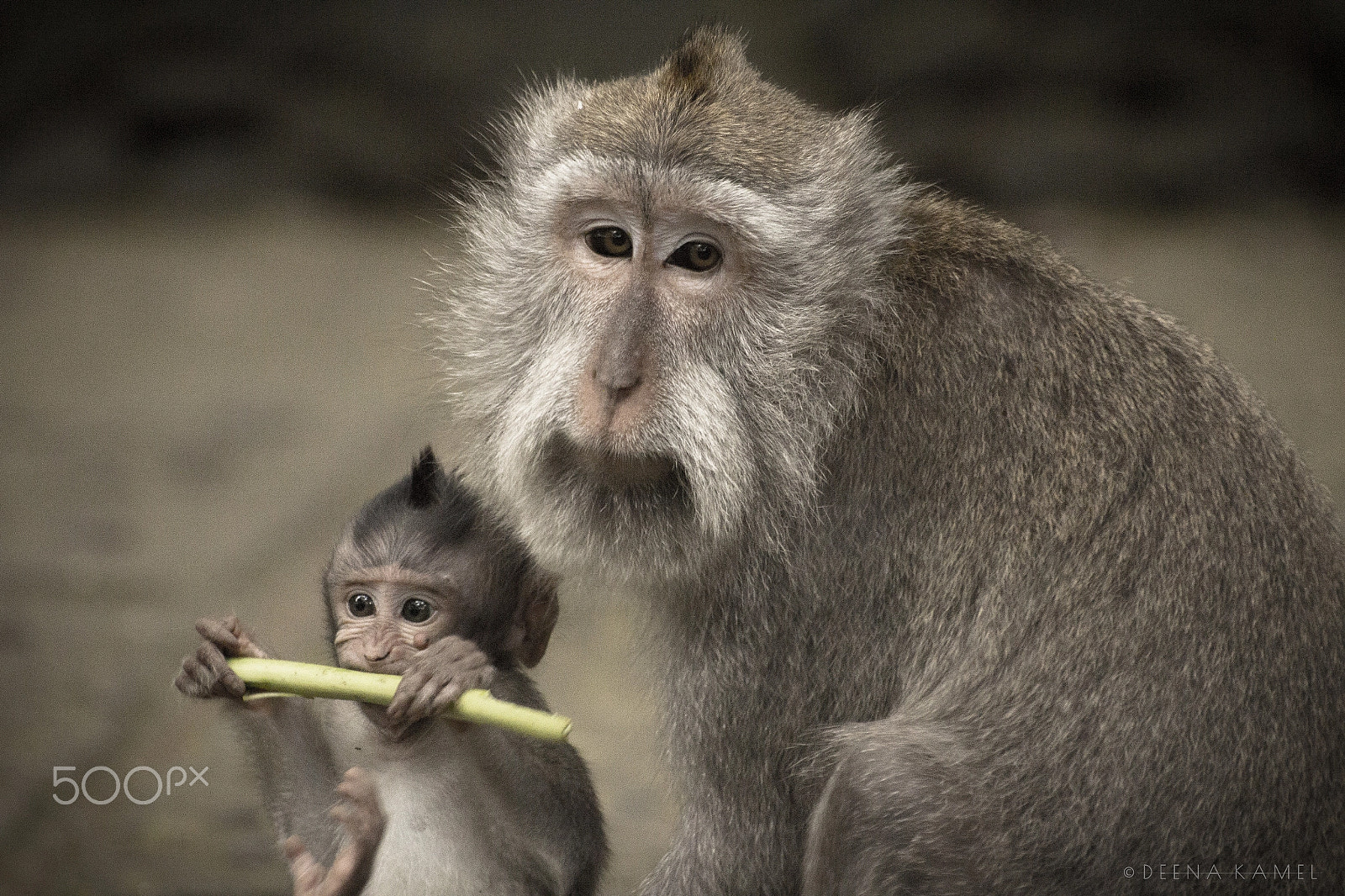 Sigma 70-300mm F4-5.6 APO DG Macro sample photo. Mam and baby monkeys photography