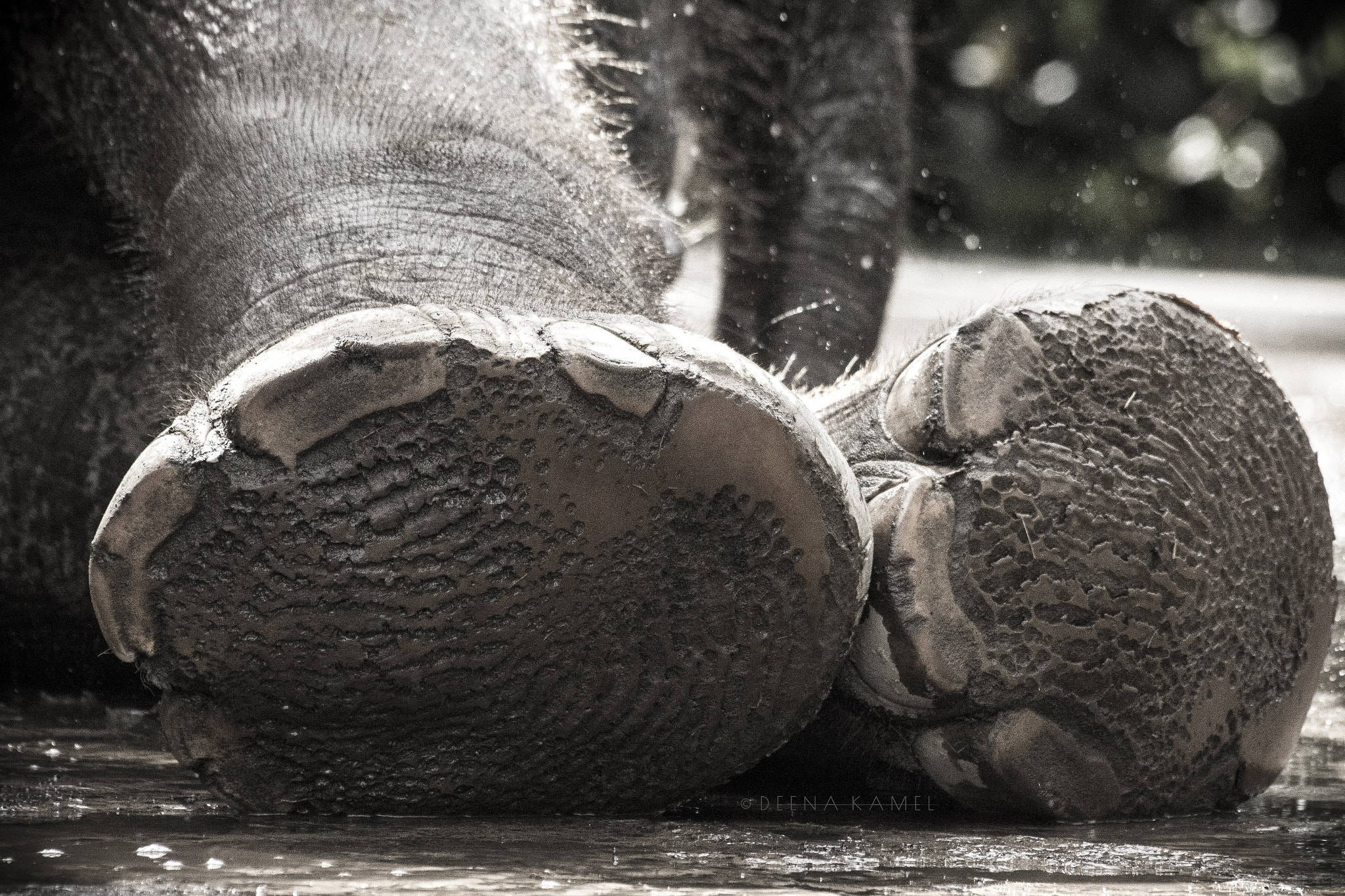 Sigma 70-300mm F4-5.6 APO DG Macro sample photo. Elephant legs photography