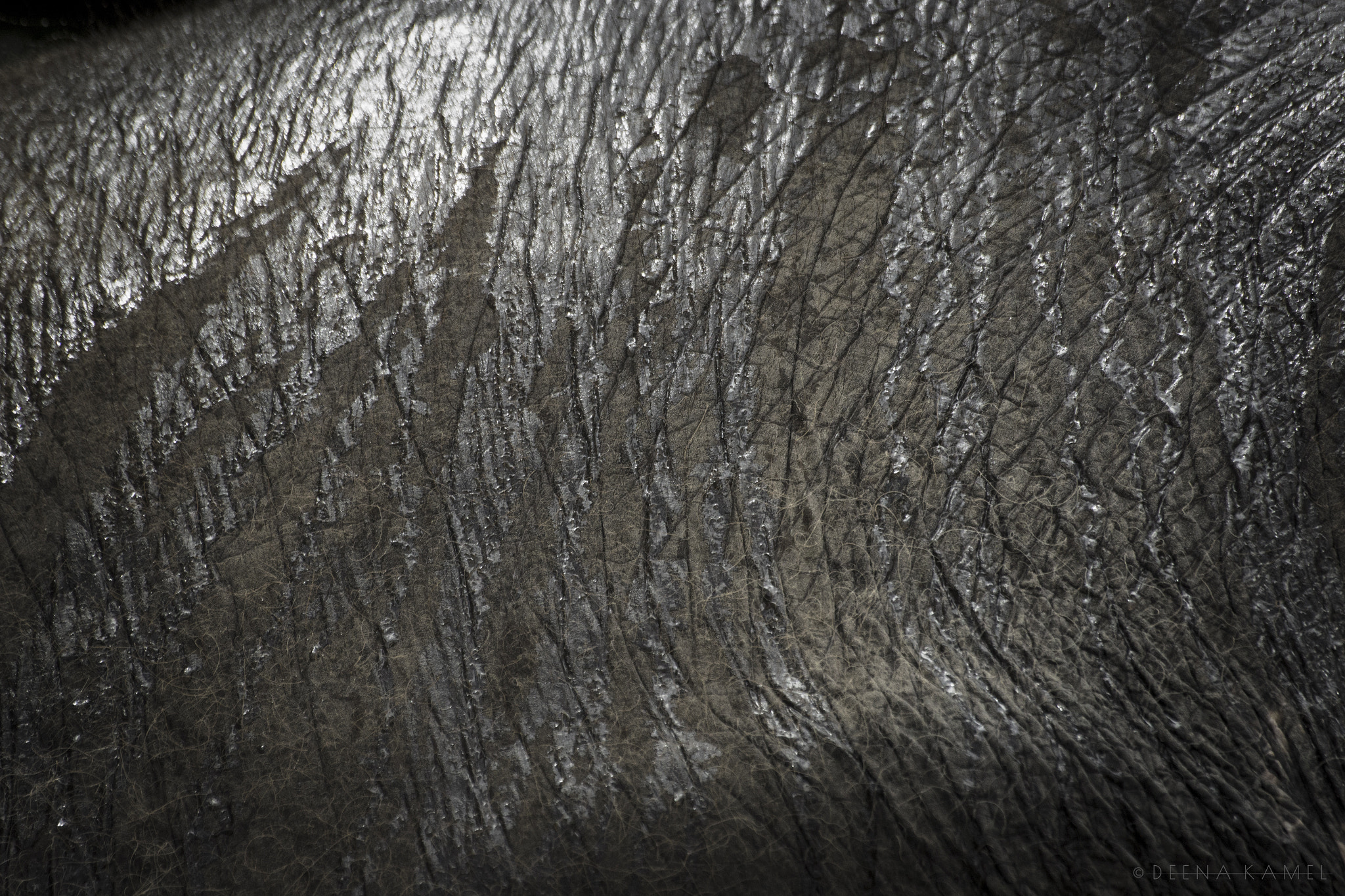 Sigma 70-300mm F4-5.6 APO DG Macro sample photo. Elephant skin photography