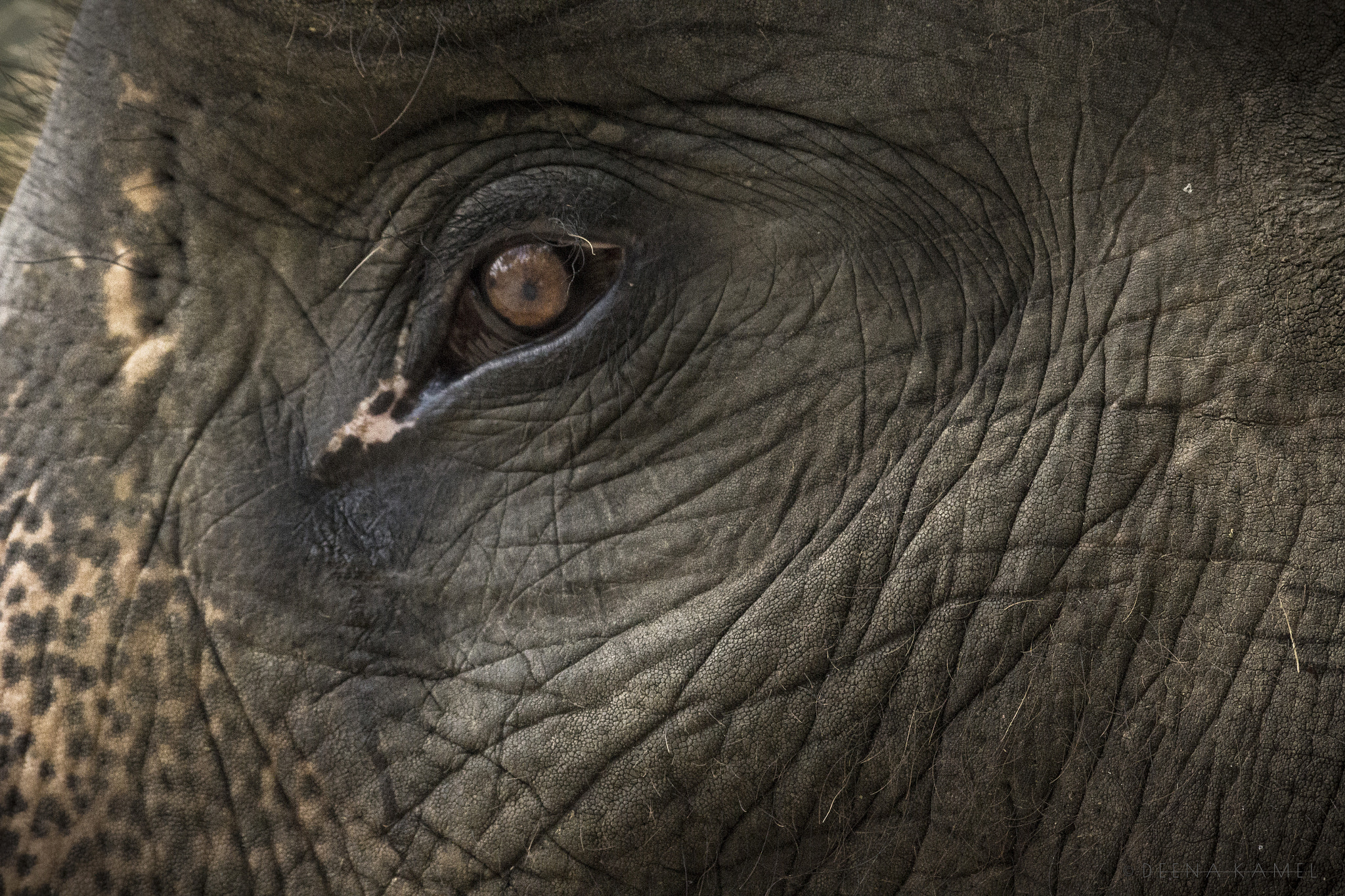 Sigma 70-300mm F4-5.6 APO DG Macro sample photo. Elephant eye photography