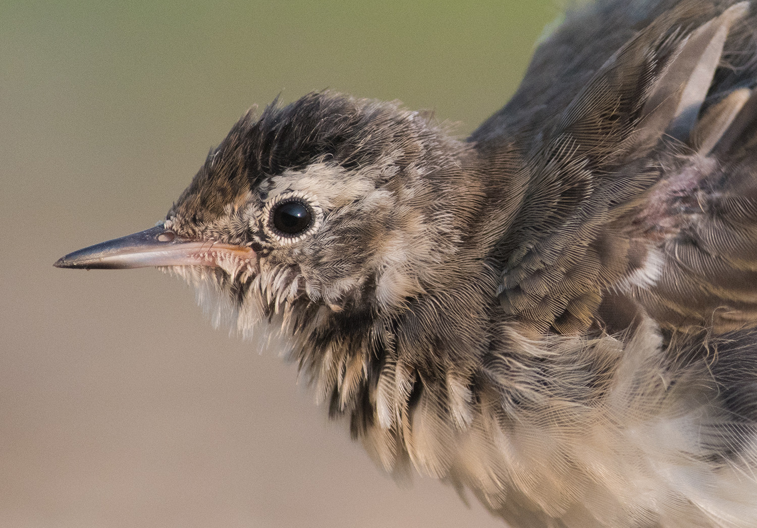 Nikon AF-S Nikkor 300mm F2.8G ED-IF VR sample photo. Wagtail close photography