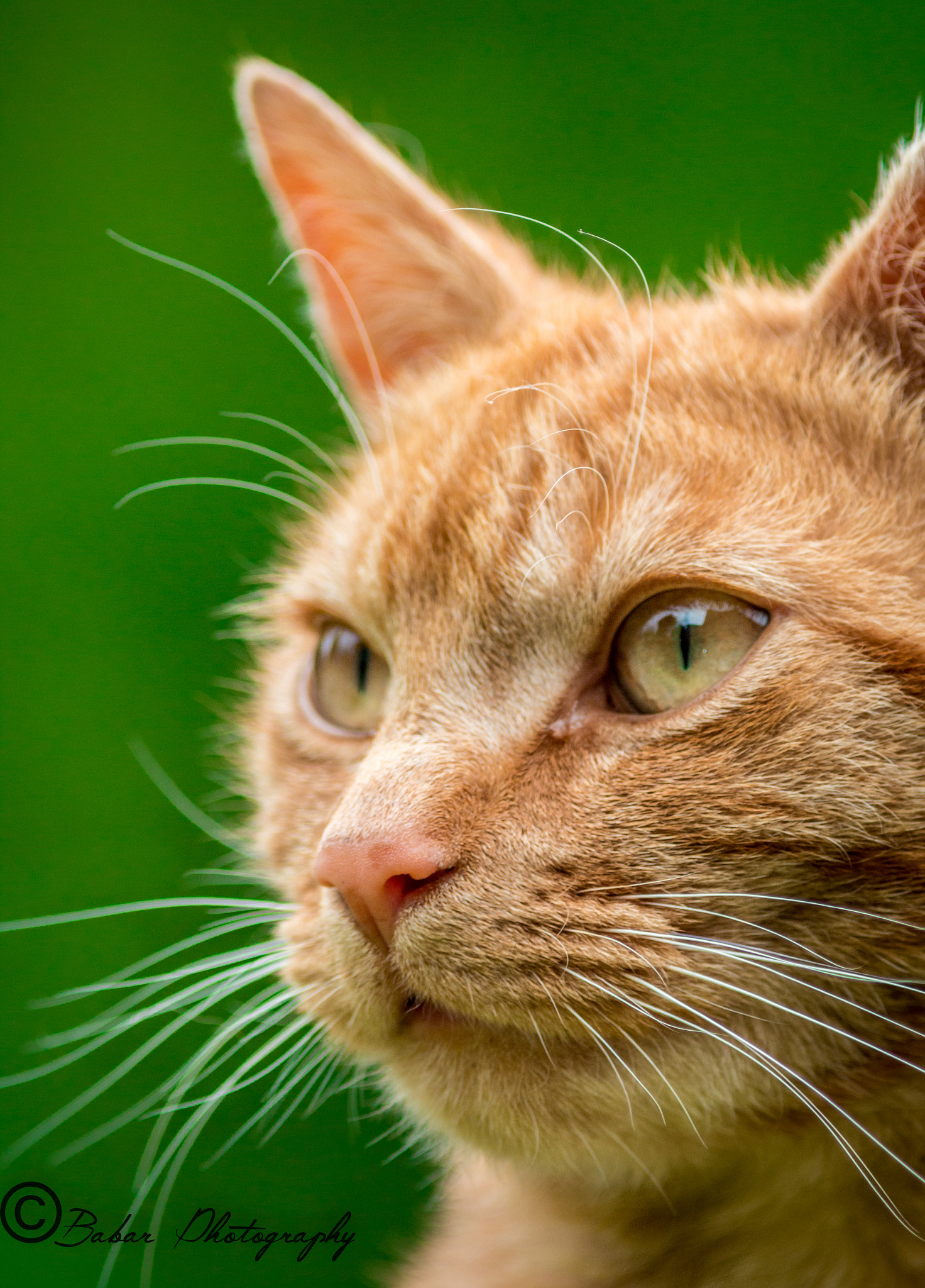 Canon EF 300mm F4L IS USM sample photo. Ginger cat photography