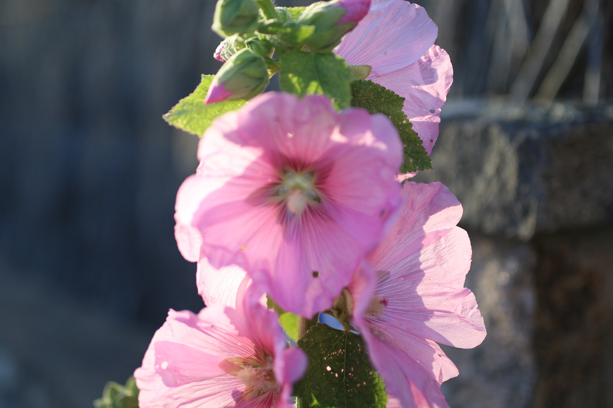 Sigma 35mm F1.4 DG HSM Art sample photo
