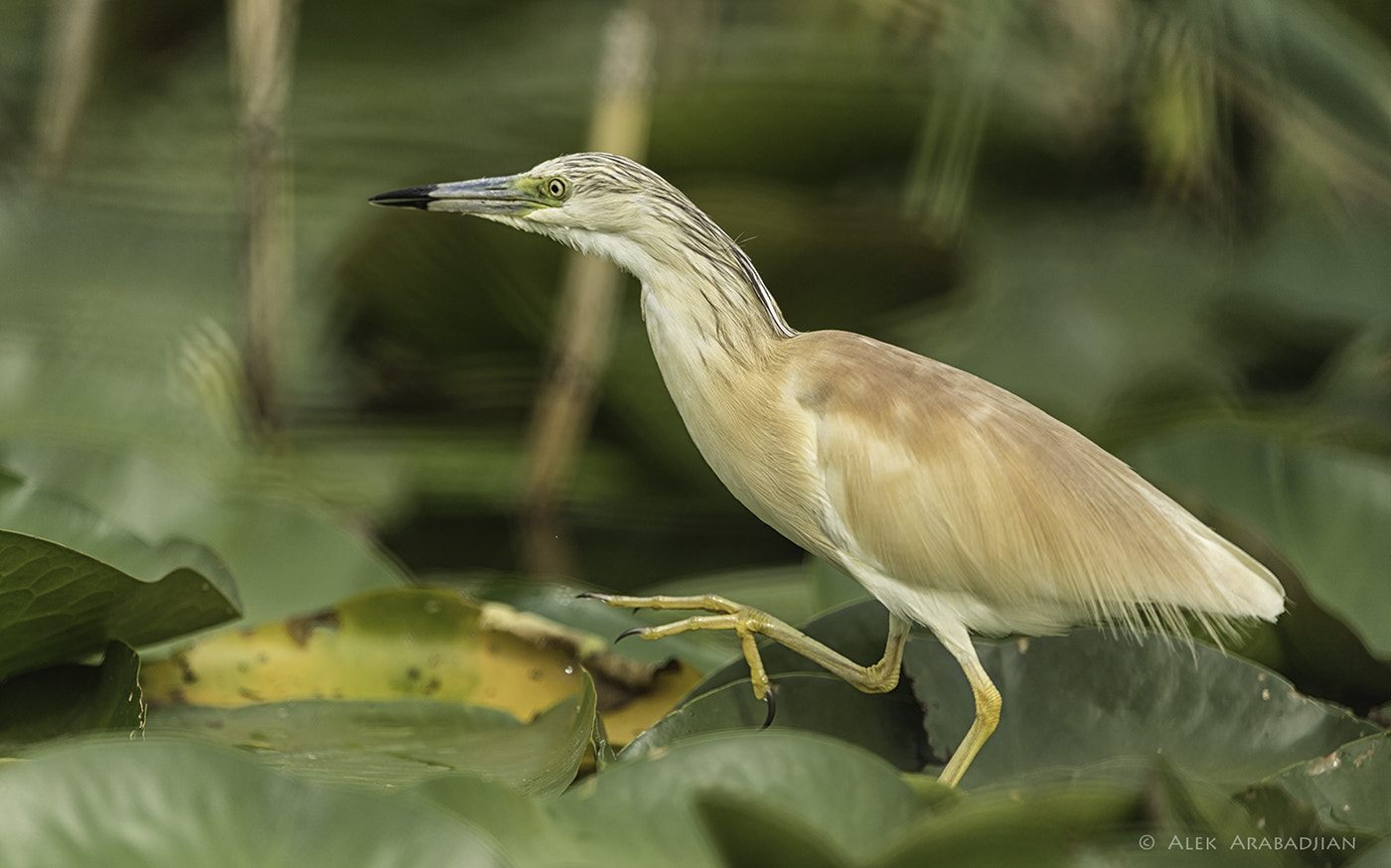 Nikon AF-S Nikkor 400mm F2.8E FL ED VR sample photo. The little hunter photography